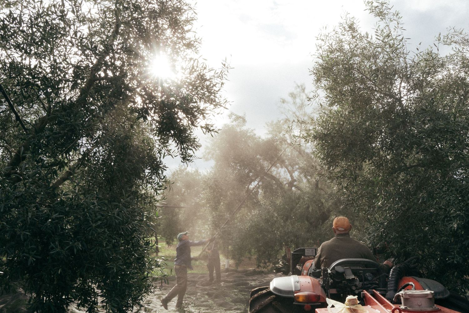 Atmospheric scene of olive harvesting with sunlight filtering through trees and dust.