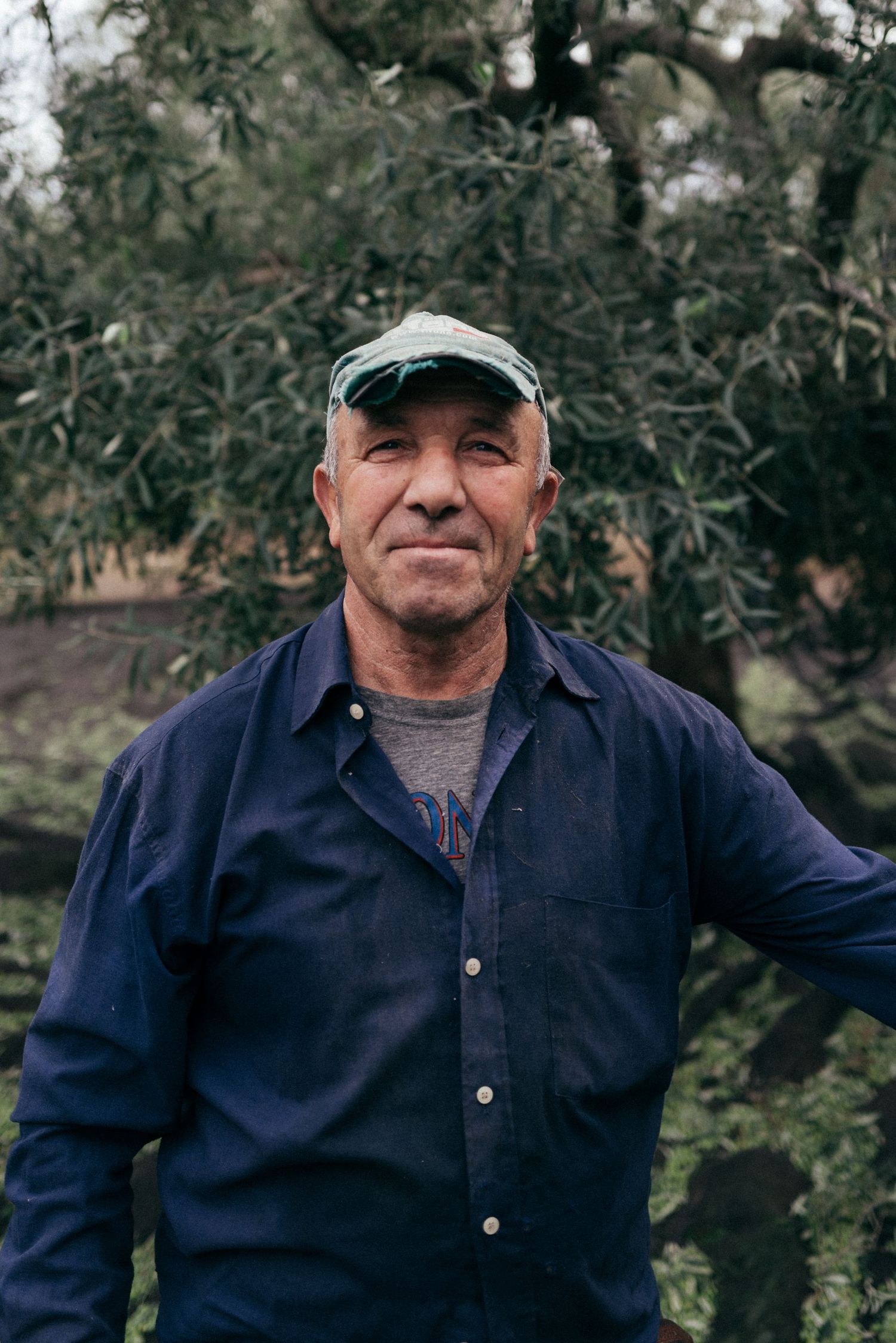 Worker in navy work shirt and cap standing among olive trees in an orchard.