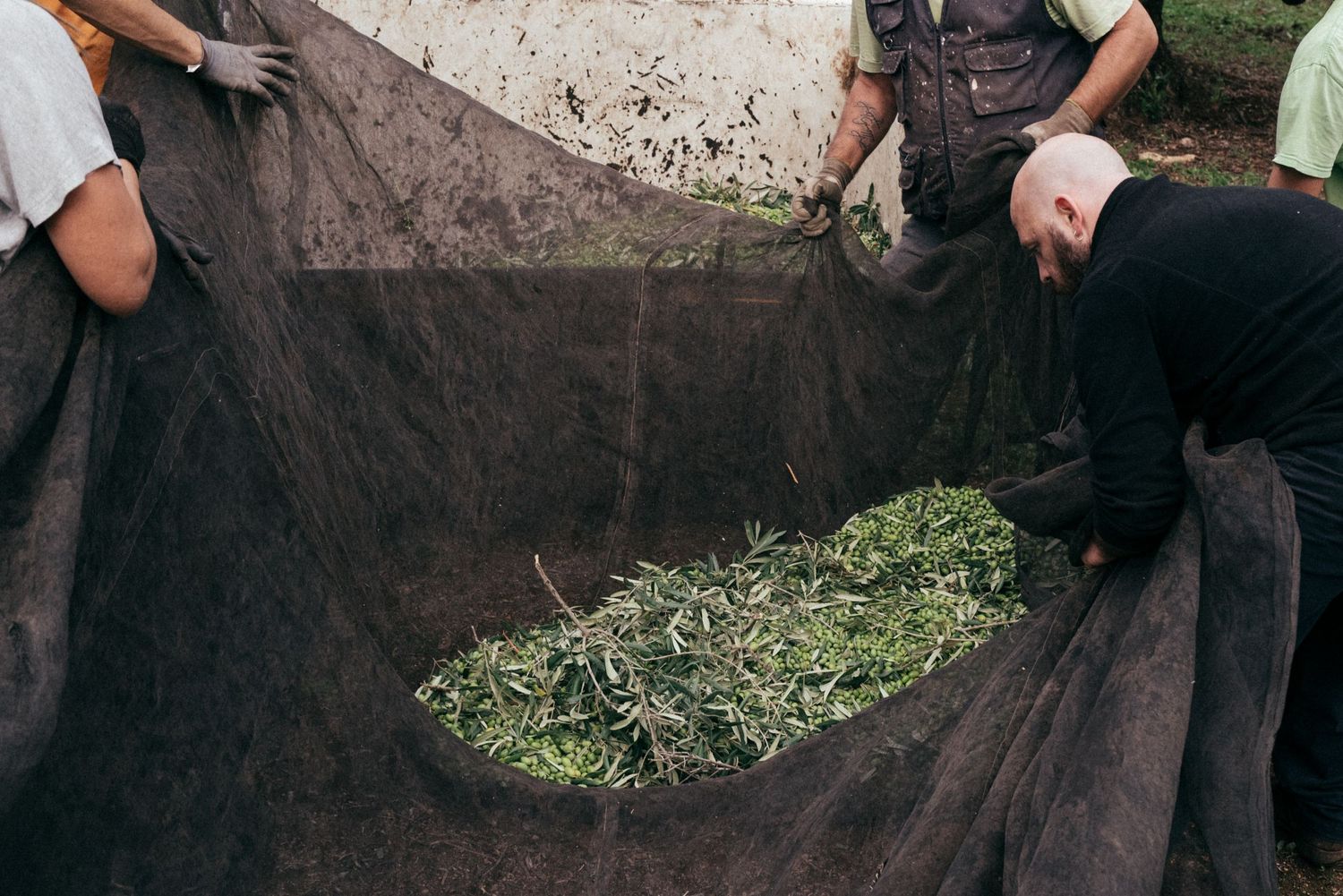 Workers collecting olive harvest in large black nets spread on the ground.