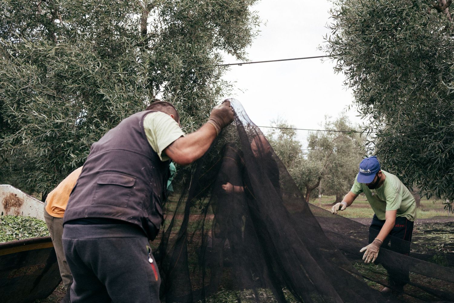 Agricultural workers harvesting olives with traditional black nets under trees in a Mediterranean grove.