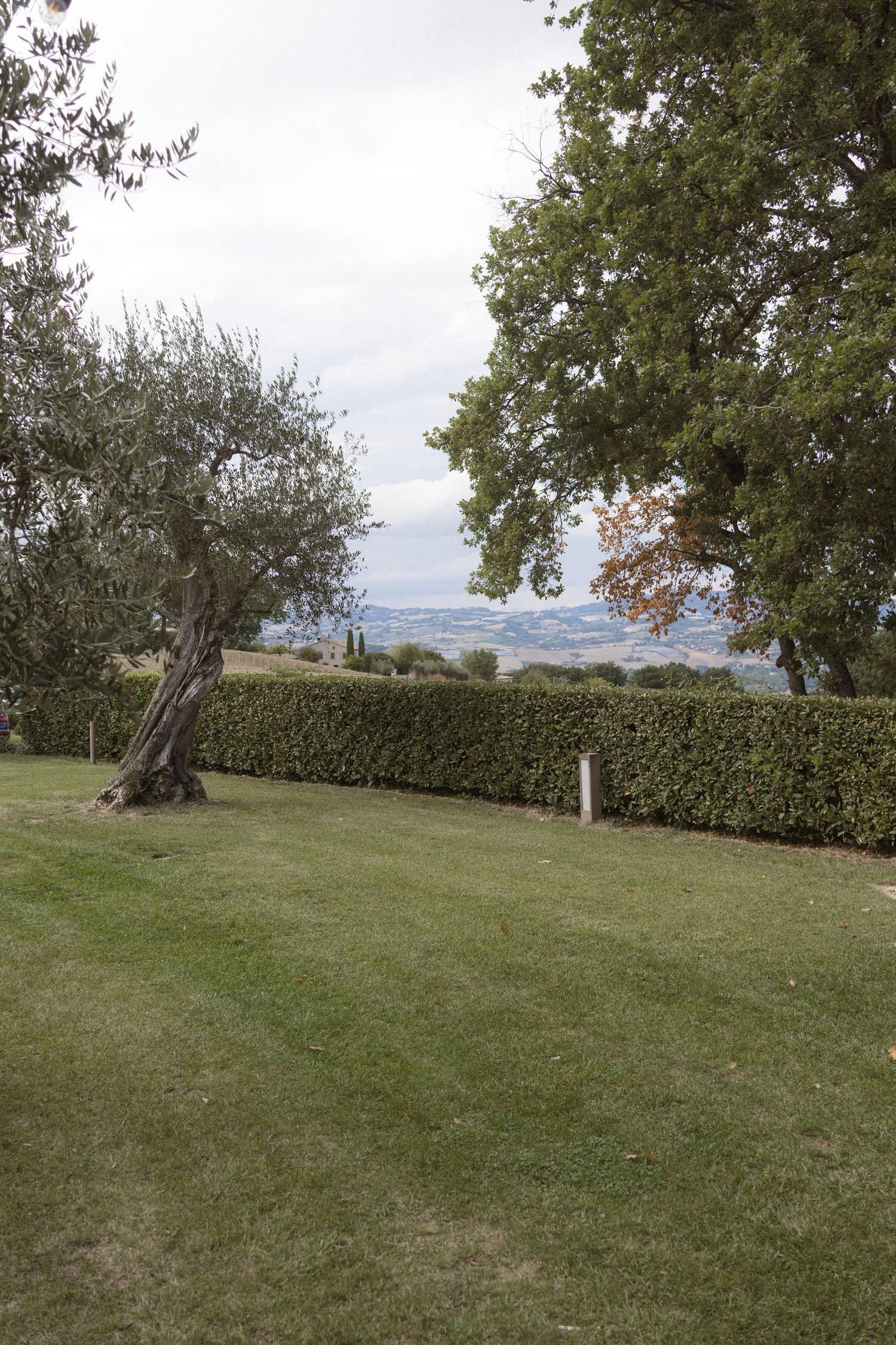 Scenic hillside garden landscape with olive trees and manicured hedges.