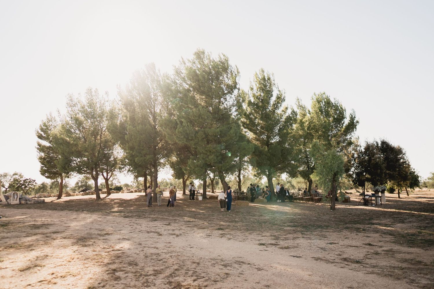 Sun shines through tall pine trees casting shadows on dusty ground in a park setting.