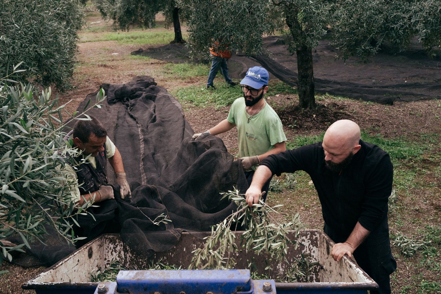 Workers spreading harvest nets under olive trees in a grove.