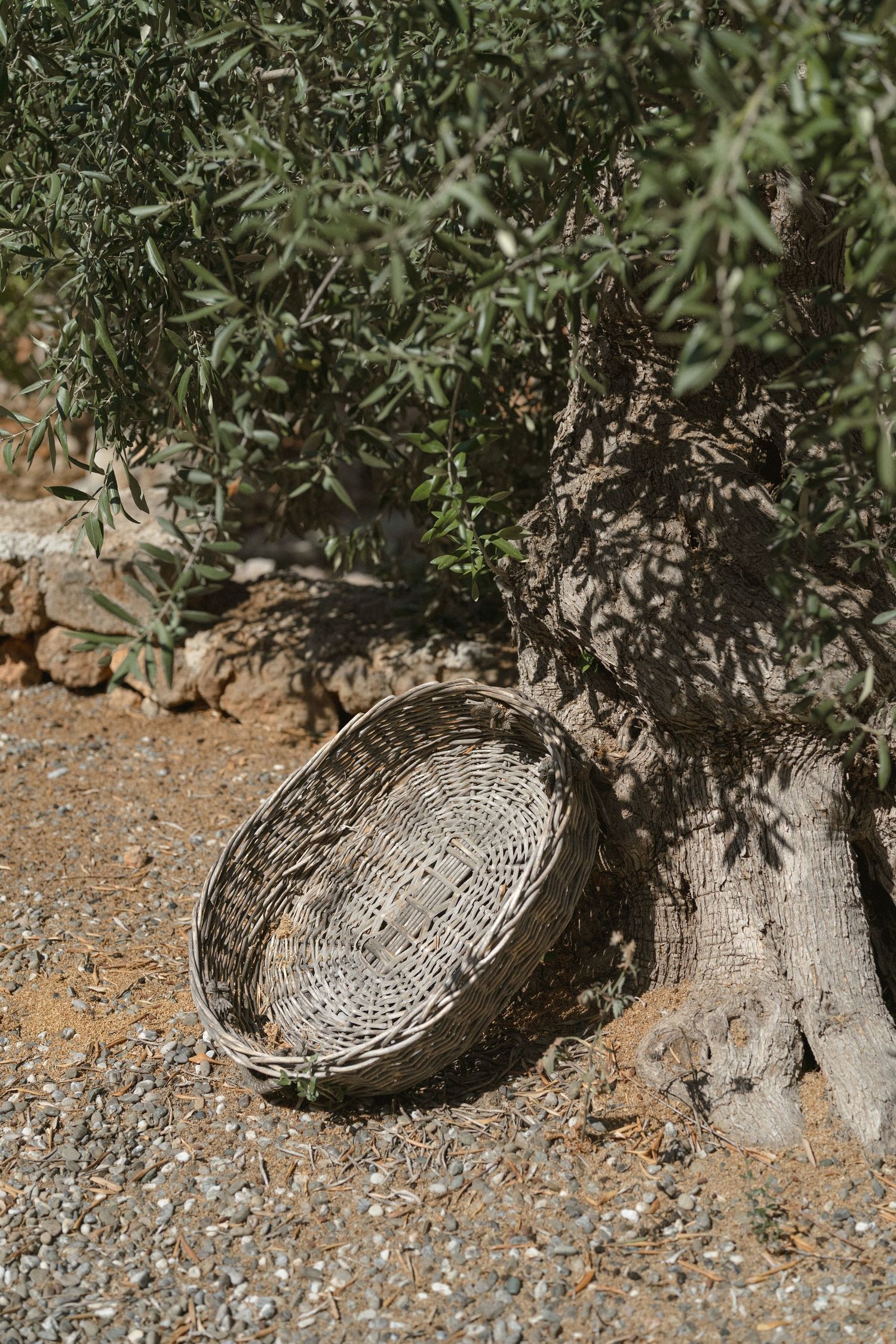 Woven baskets placed beneath olive trees on rocky ground.
