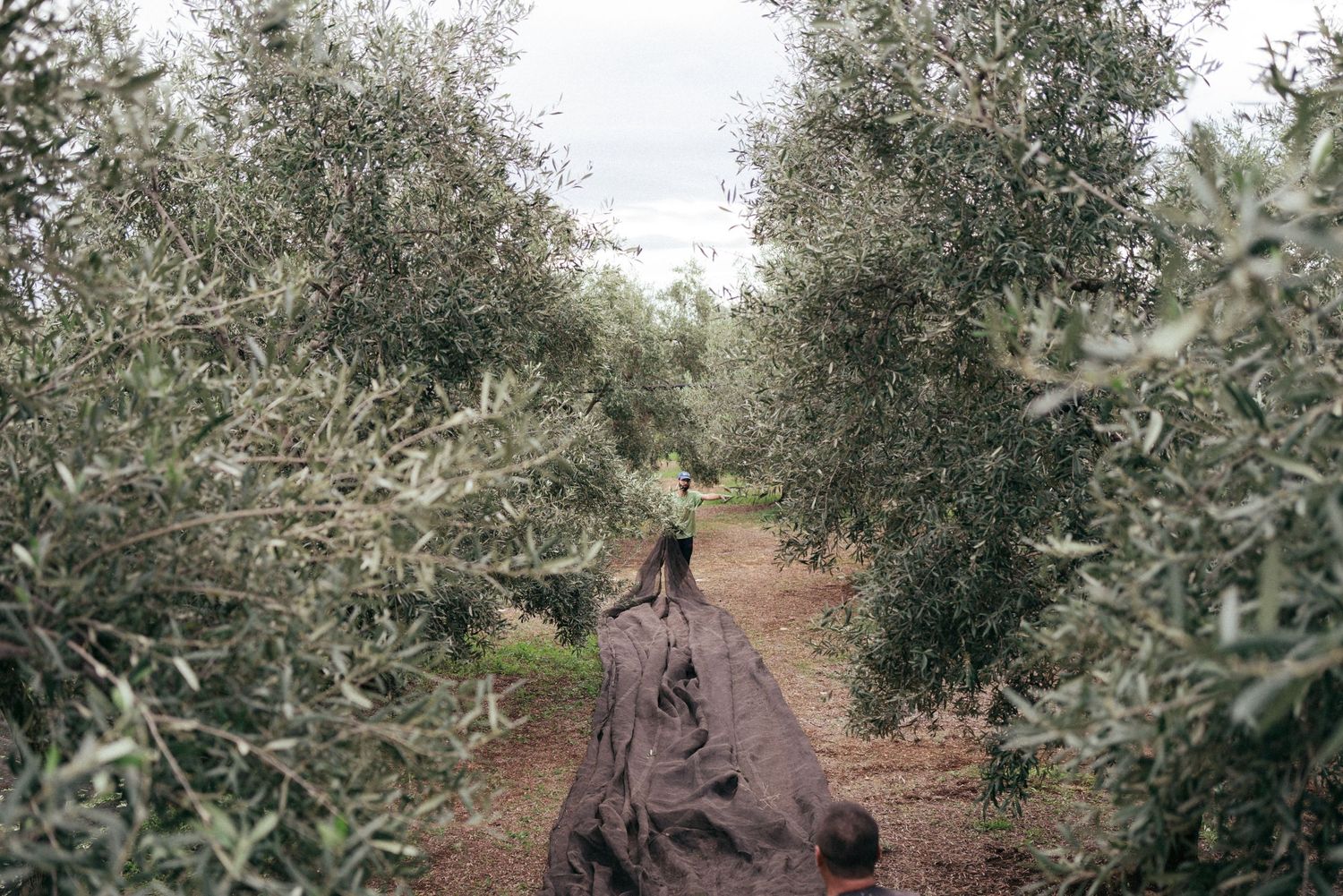 Black mesh tarp laid beneath olive trees in a grove during harvest time.