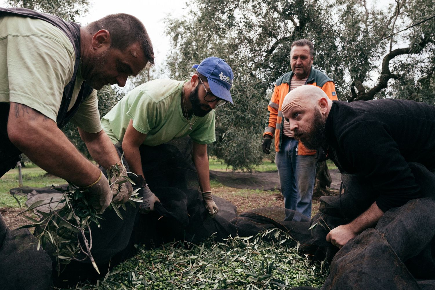 Team of workers sorting through freshly harvested olive branches on the ground.