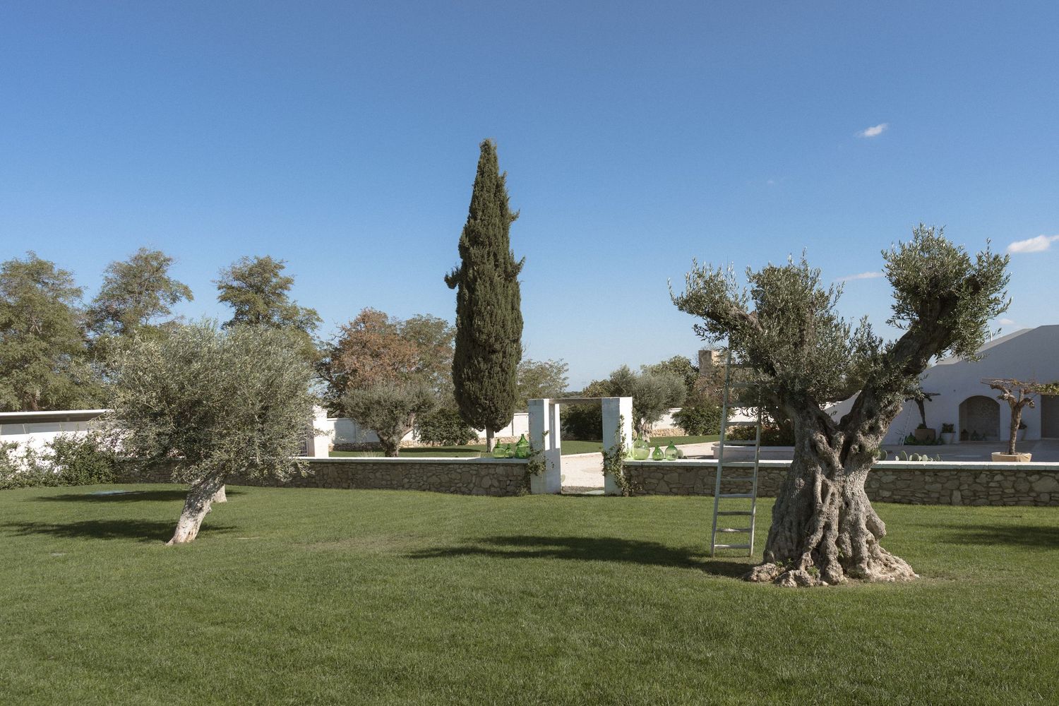 Elegant wedding venue garden with ancient olive trees, cypress tree, and lush green lawn.