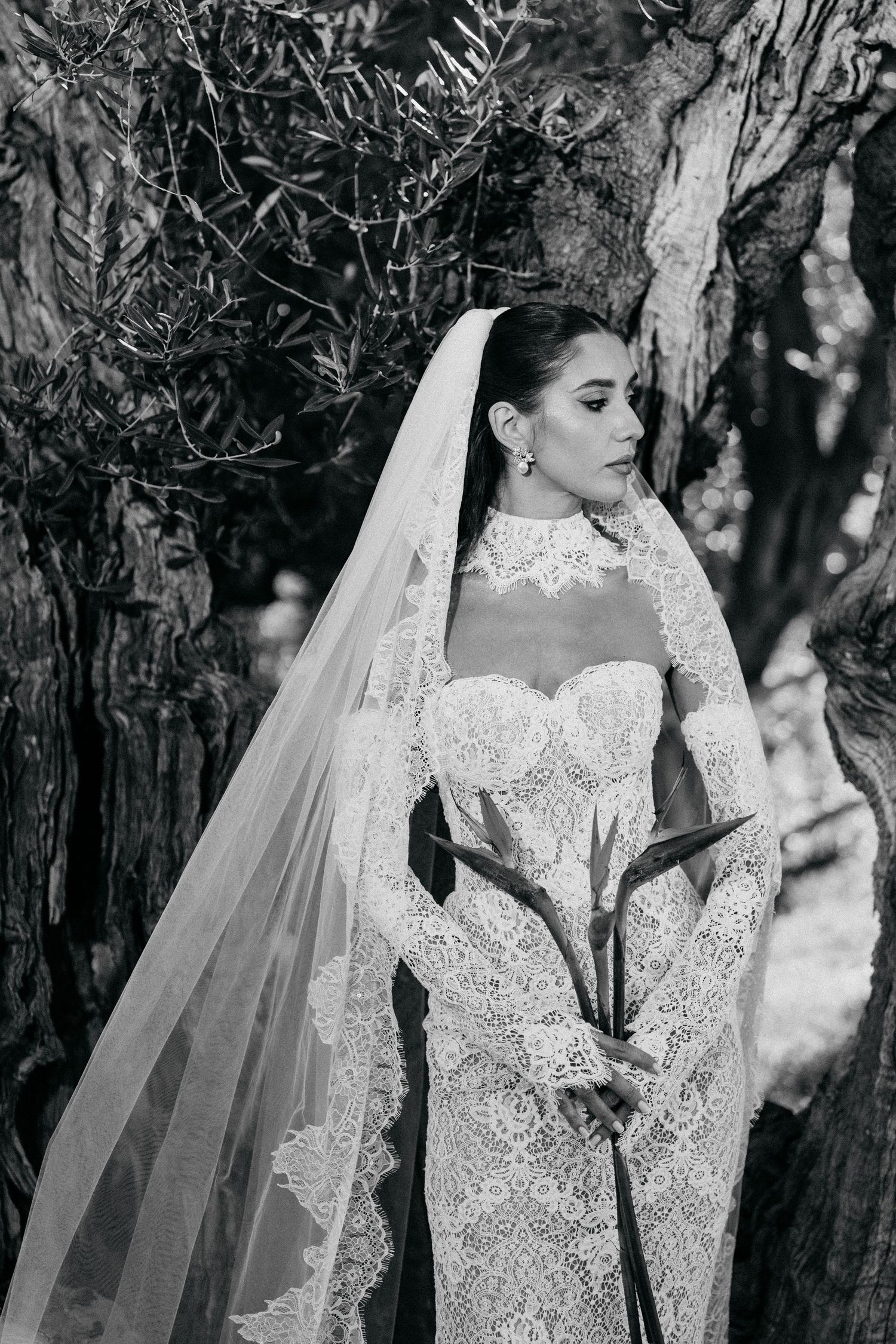 Black and white image of a bride in a lace gown and long veil holding a bird of paradise flower beside gnarled olive trees.