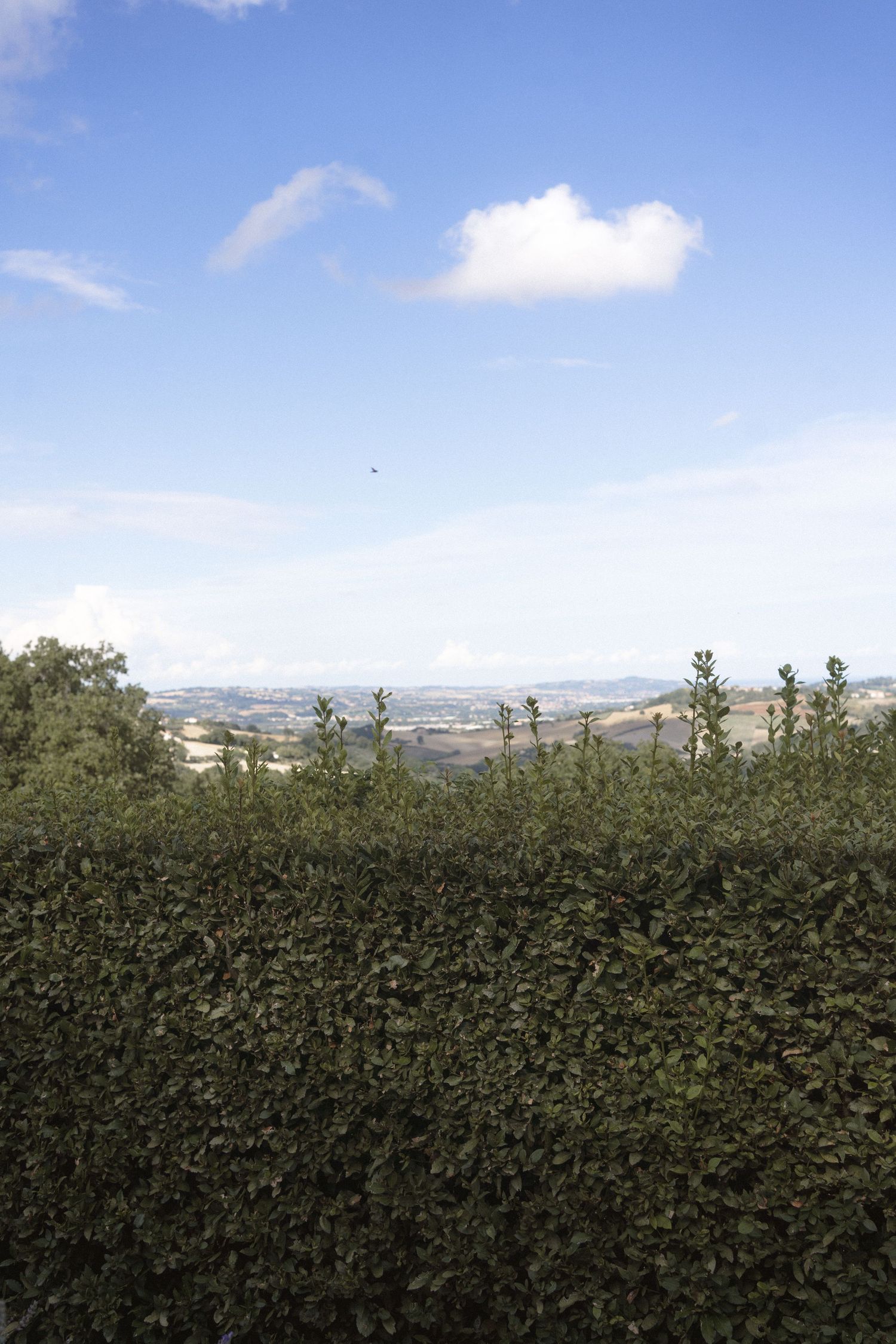 Panoramic view of green hedgerows and countryside landscape under blue summer sky.
