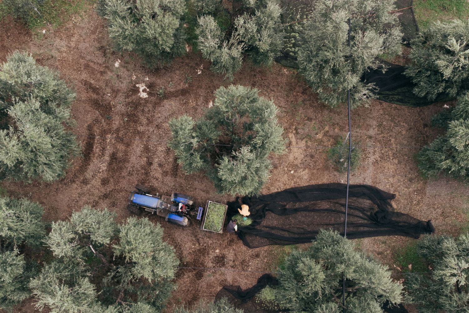 Aerial view of olive harvesting operation with black nets spread between trees.