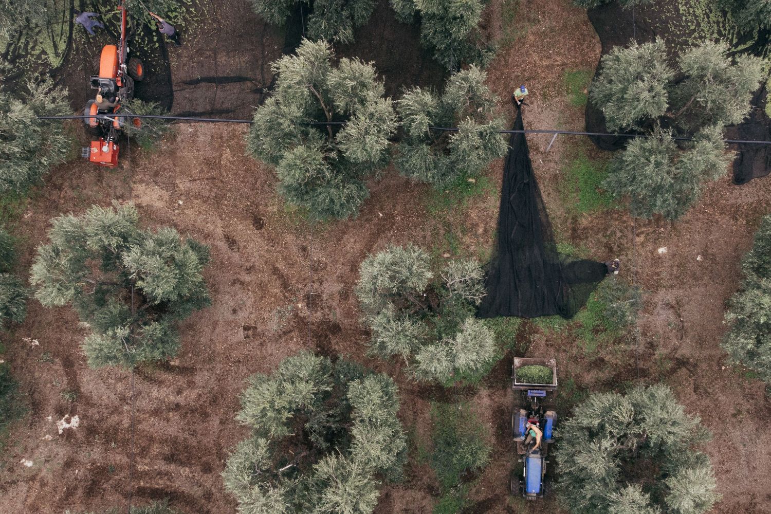 Drone shot of olive grove showing harvesting nets and equipment from above.