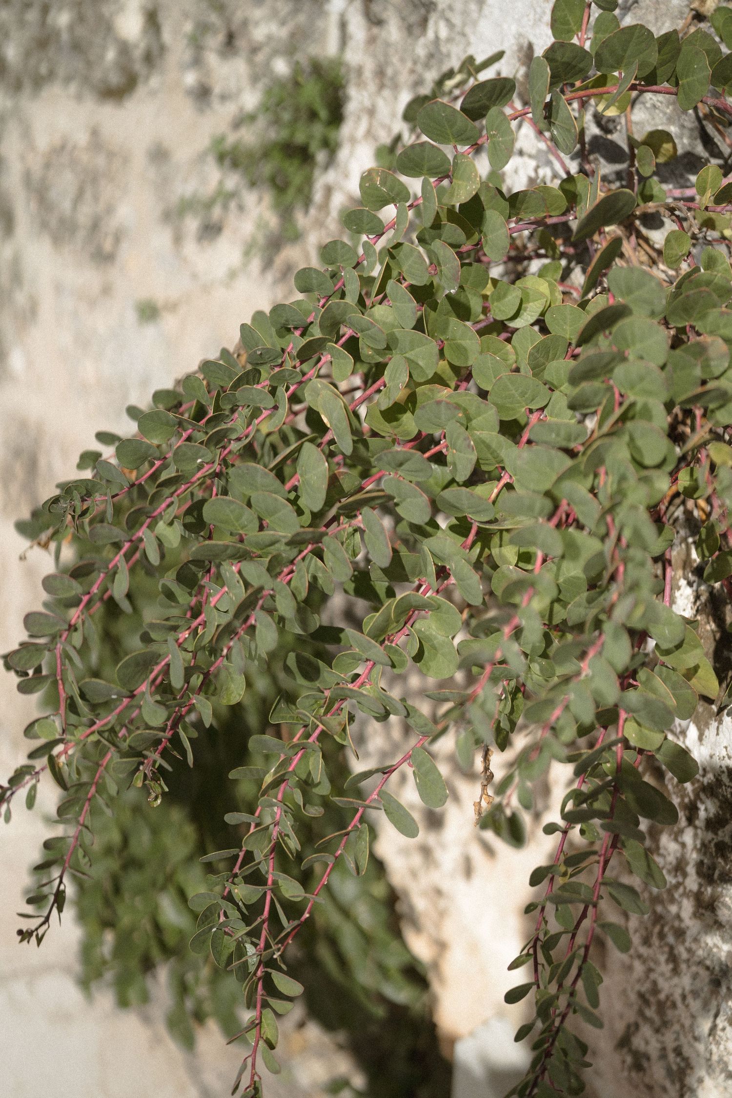 Close-up of a green leafy plant branch with reddish stems hanging against a weathered stone wall.