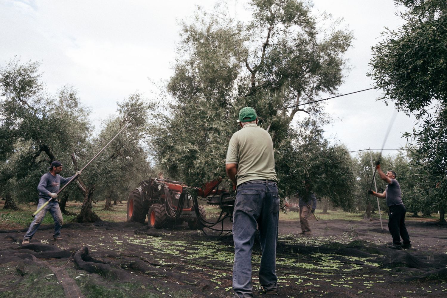Workers harvesting olives with poles while tractor stands nearby in grove.