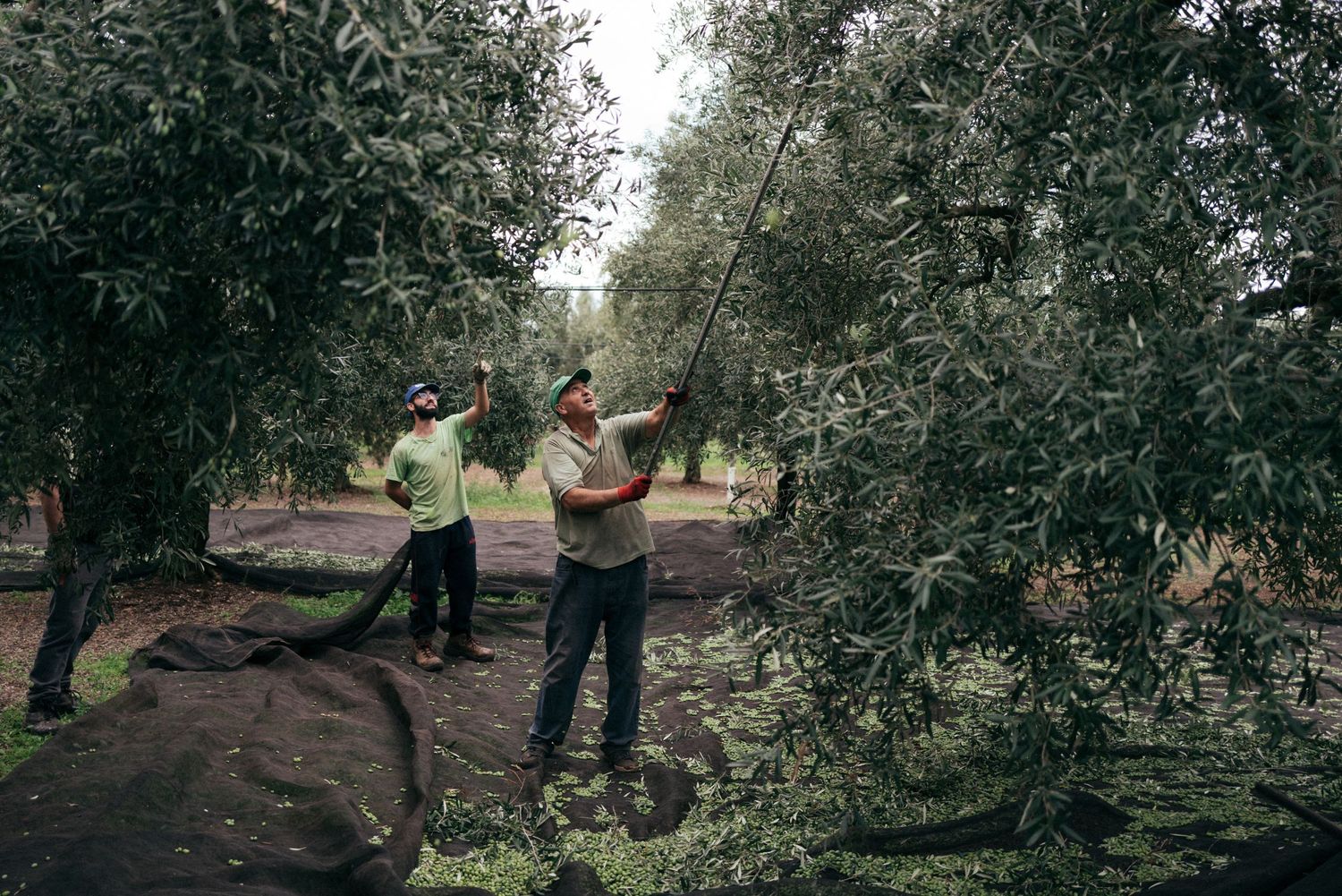 Workers harvesting olives with poles in a traditional grove setting.