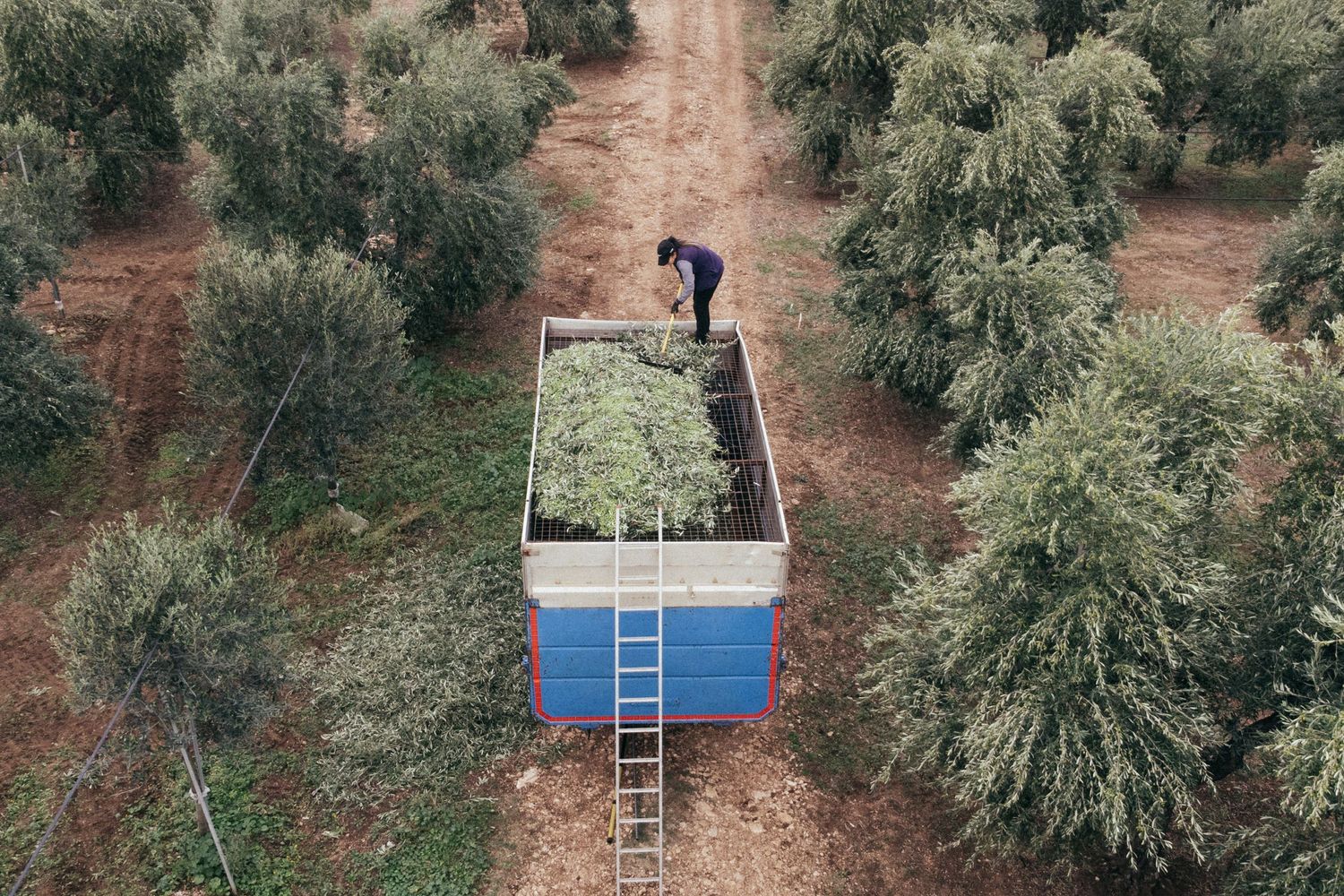 Aerial view of worker loading harvested olives onto blue container truck in olive grove.