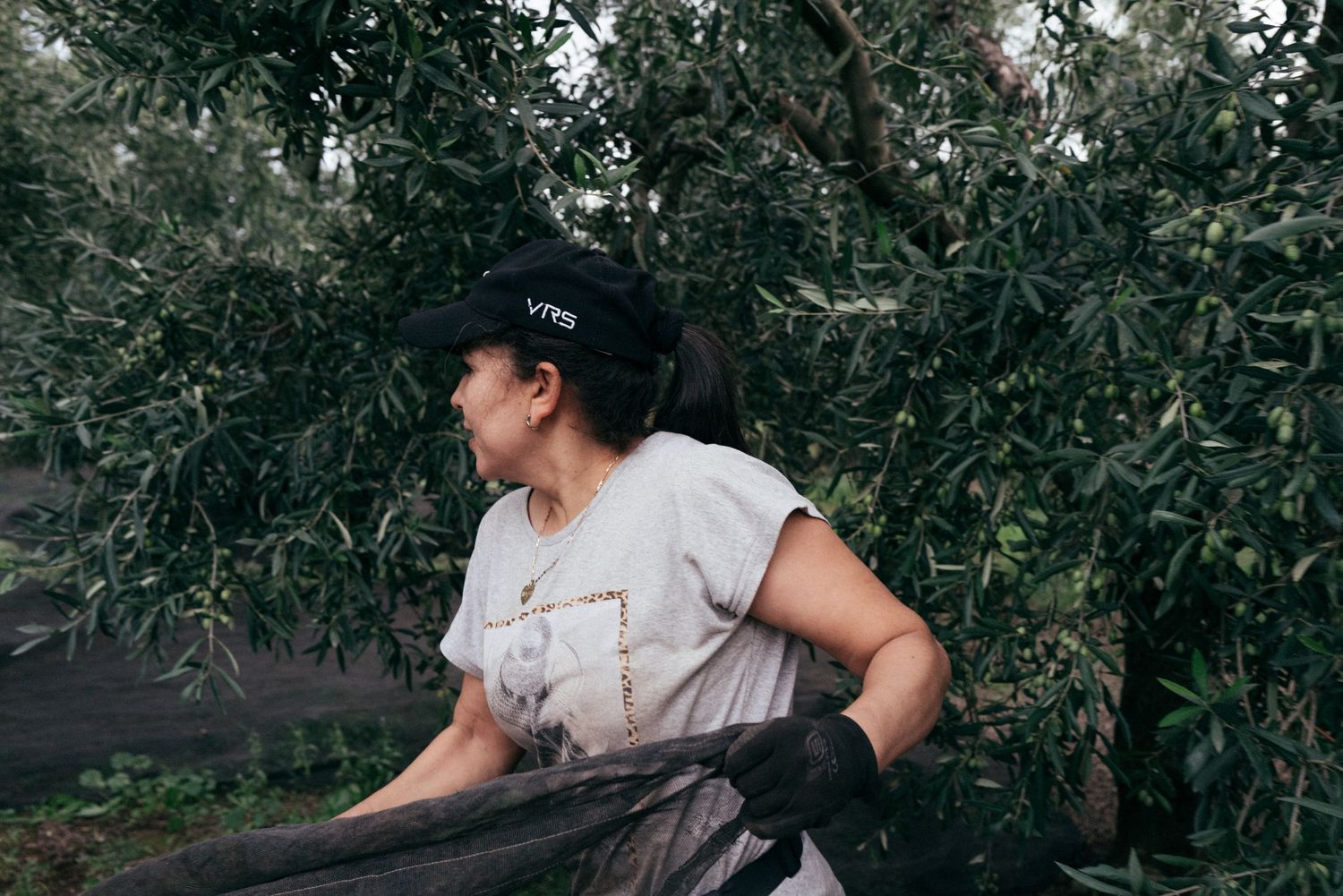 Worker in baseball cap tending to harvest nets beneath olive trees.