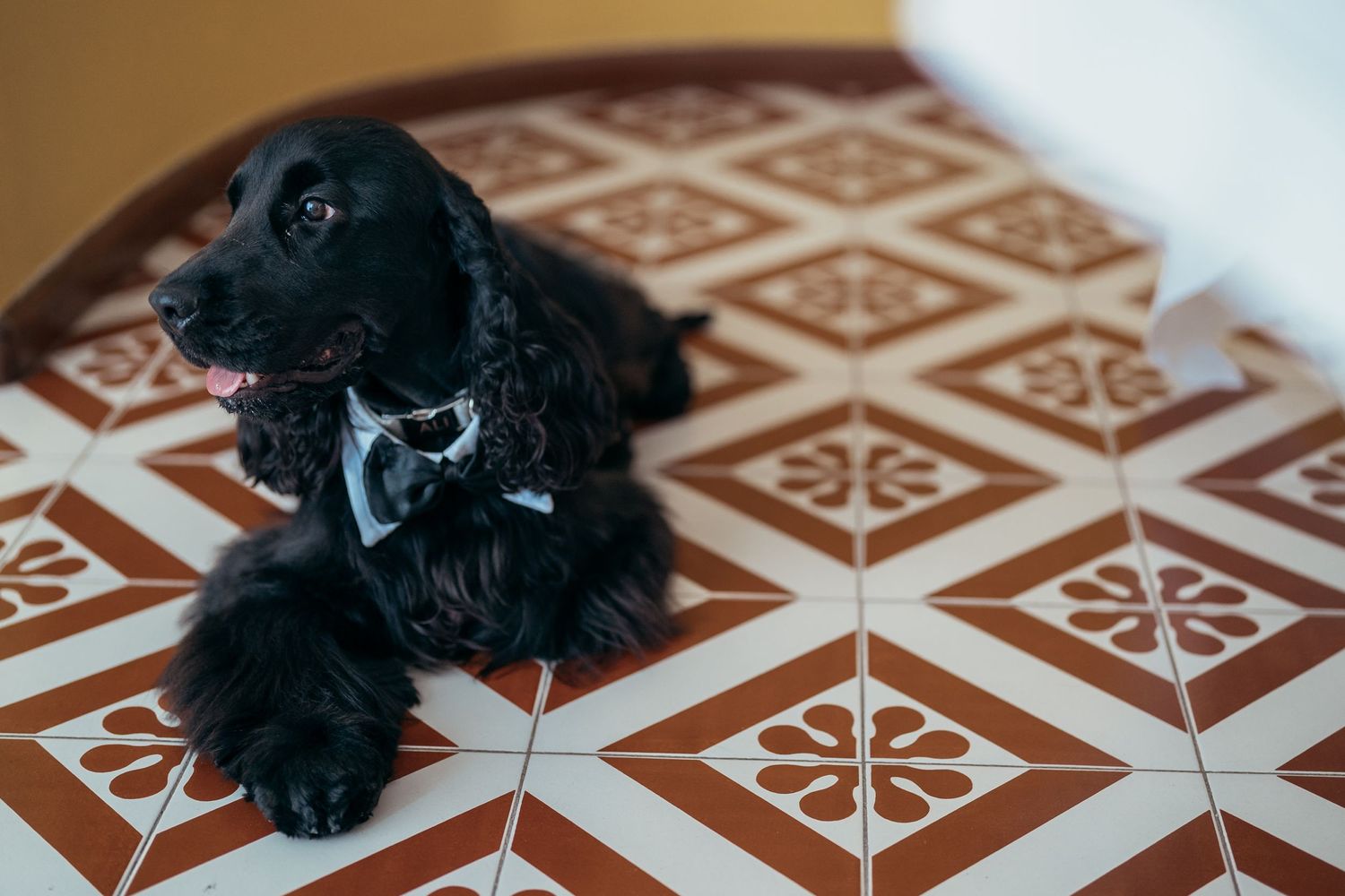 Small black dog wearing a bow tie sitting on patterned tile floor.