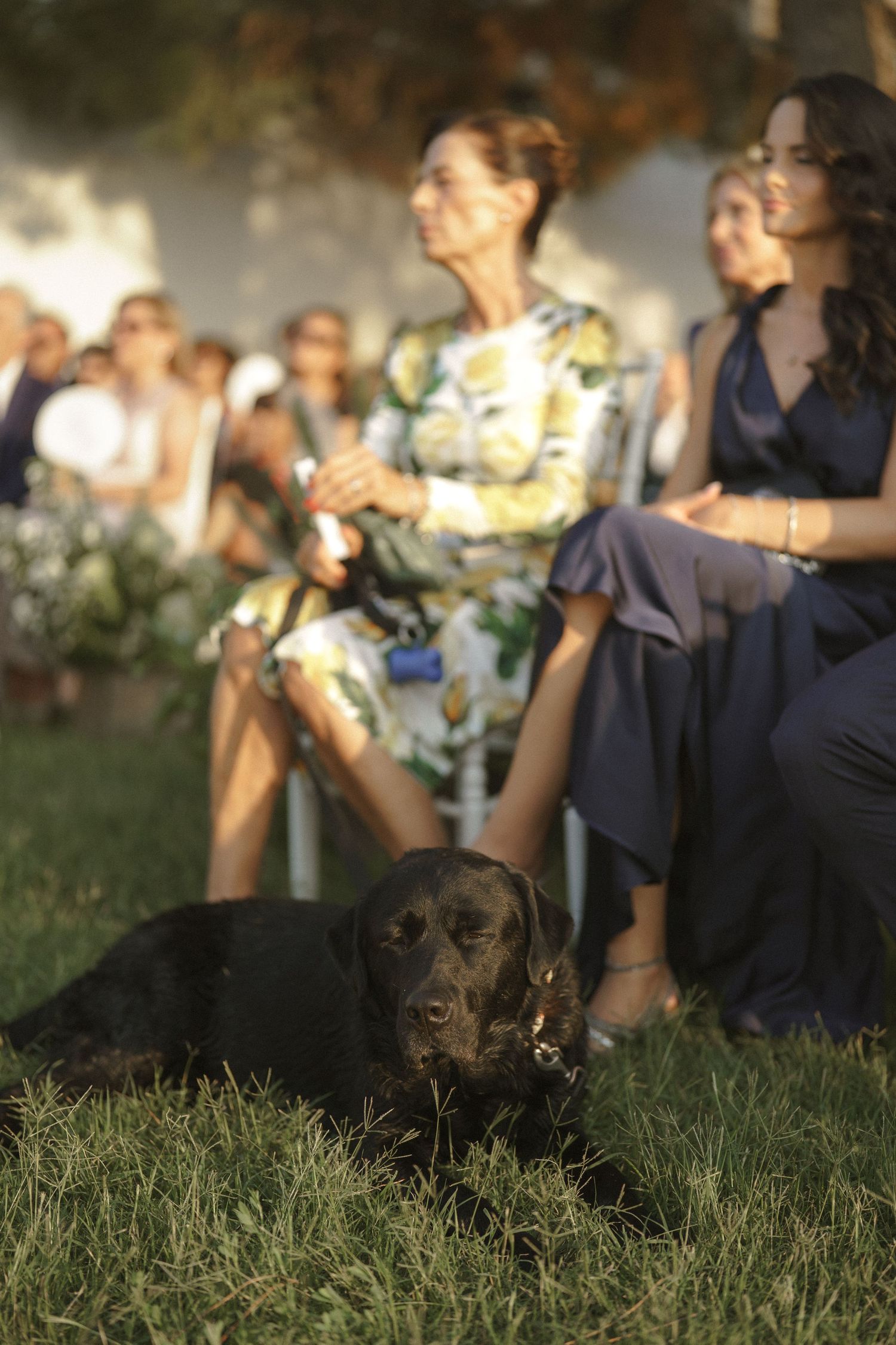 A black dog rests on grass during an outdoor gathering with guests seated in chairs at sunset.