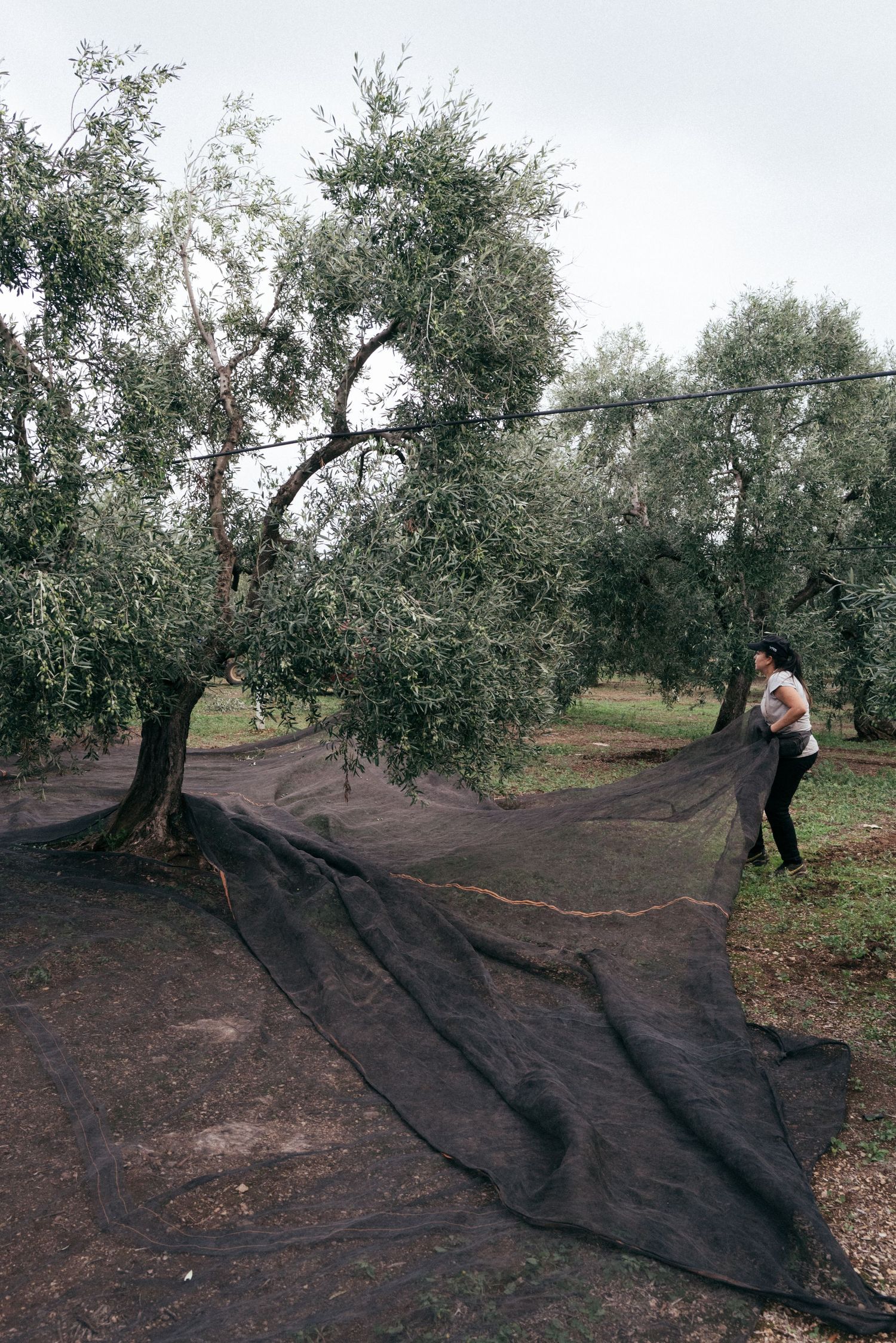 Dark harvest nets being spread beneath olive trees in an orchard.