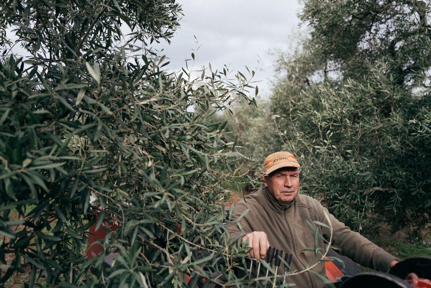 Person in brown jacket working among olive tree branches during harvest.