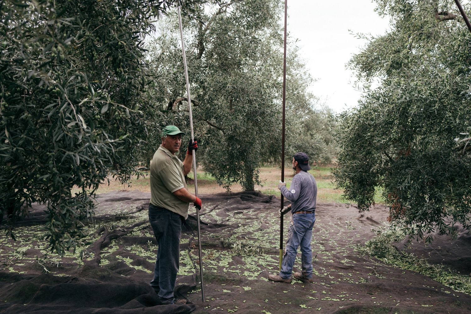 Two workers using long poles to harvest olives from trees in an orchard.