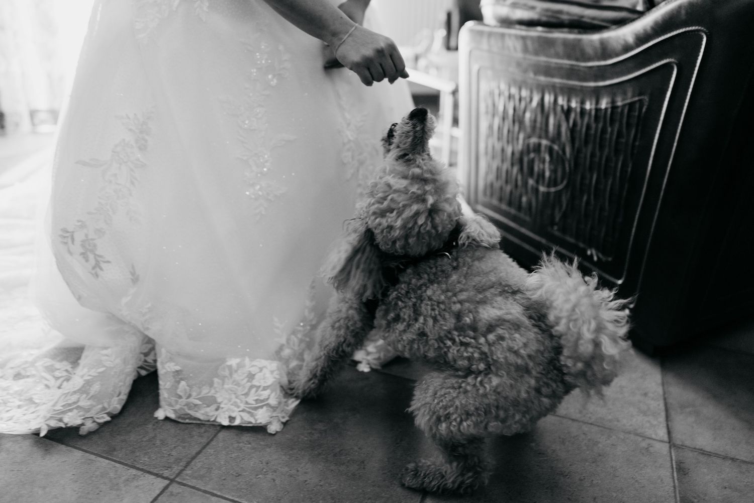 Fluffy dog sniffing bride's lace wedding dress hem in black and white photo.