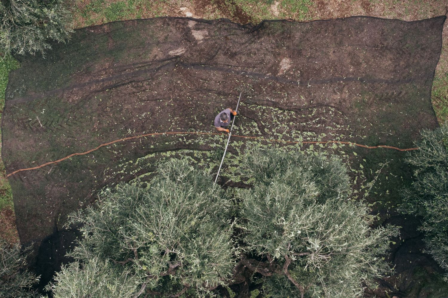 Aerial view of olive harvest nets spread between trees in an orchard.