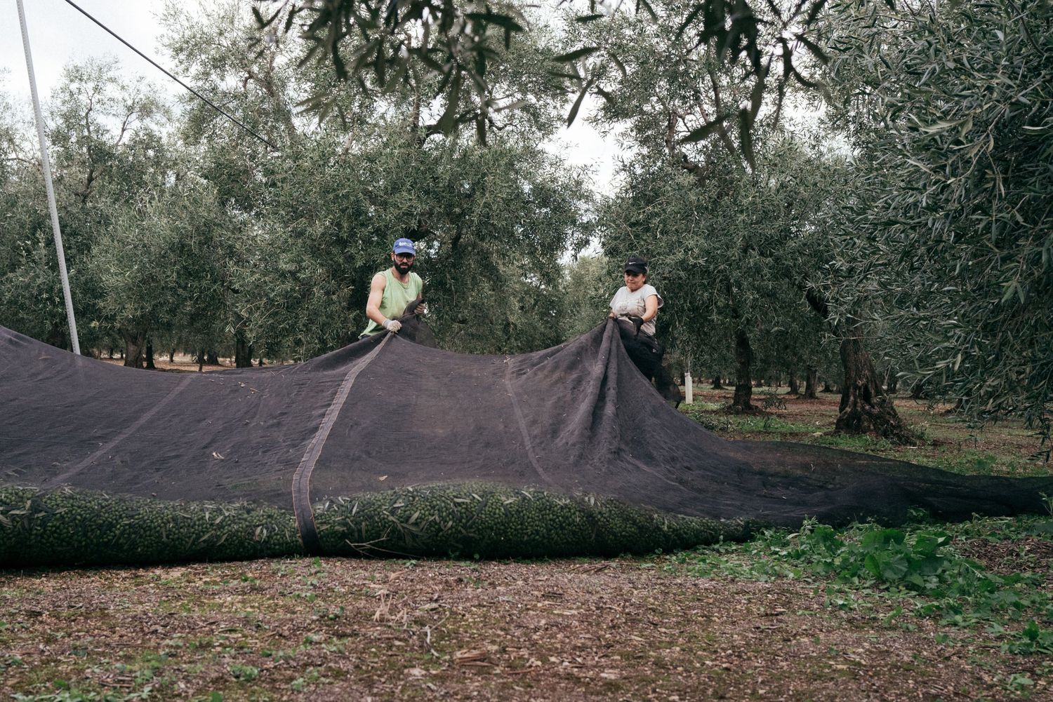 Workers spreading nets under olive trees to catch falling fruit during harvest season.