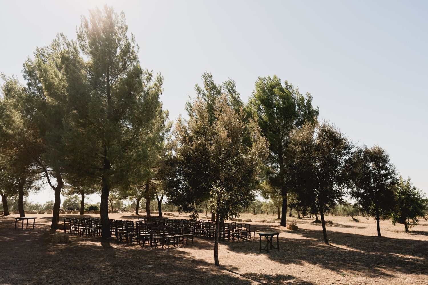 Empty chairs arranged under tall pine trees in an outdoor wedding ceremony setting.