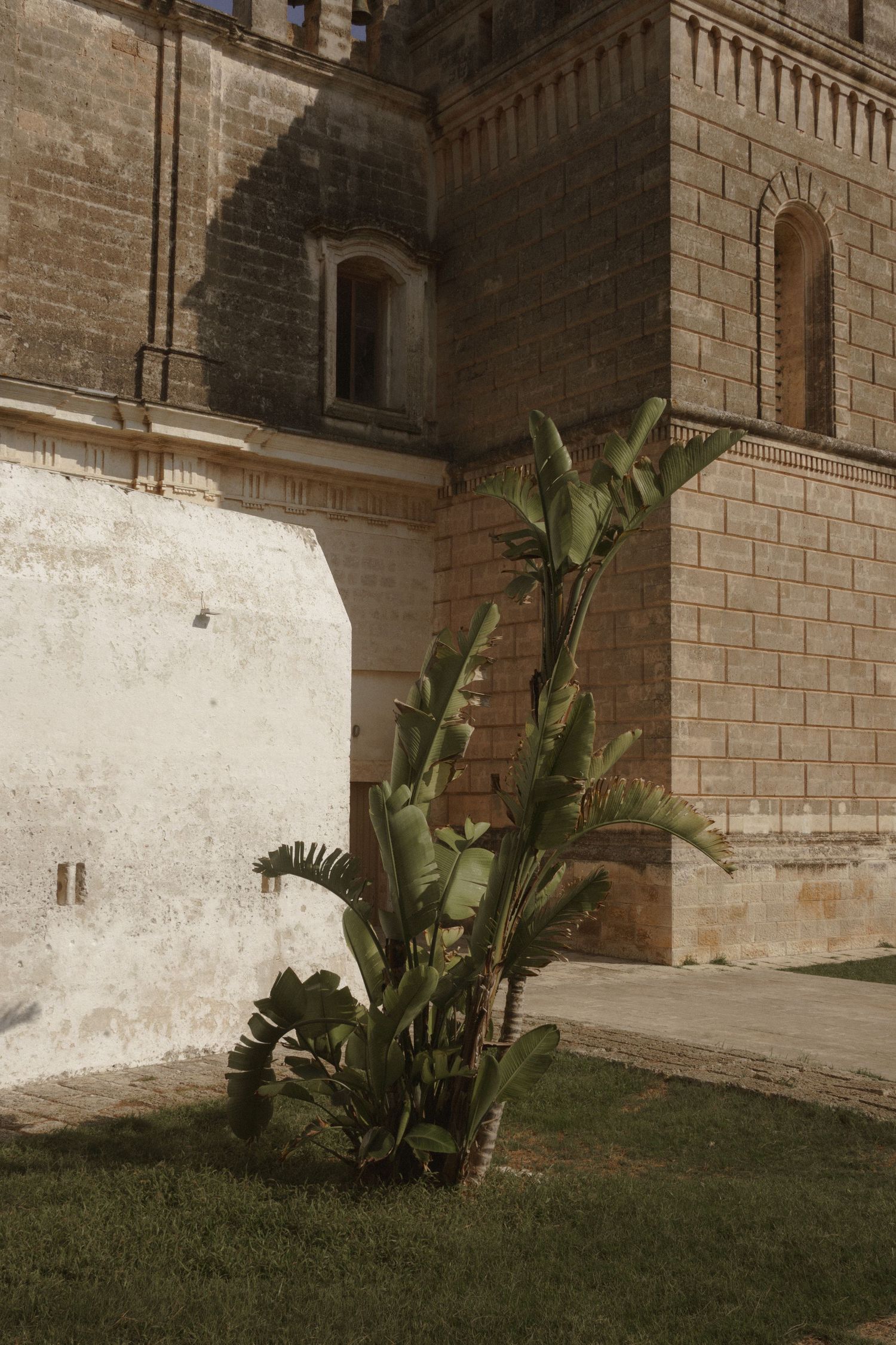 A tall banana plant growing against a stone building facade with architectural details.