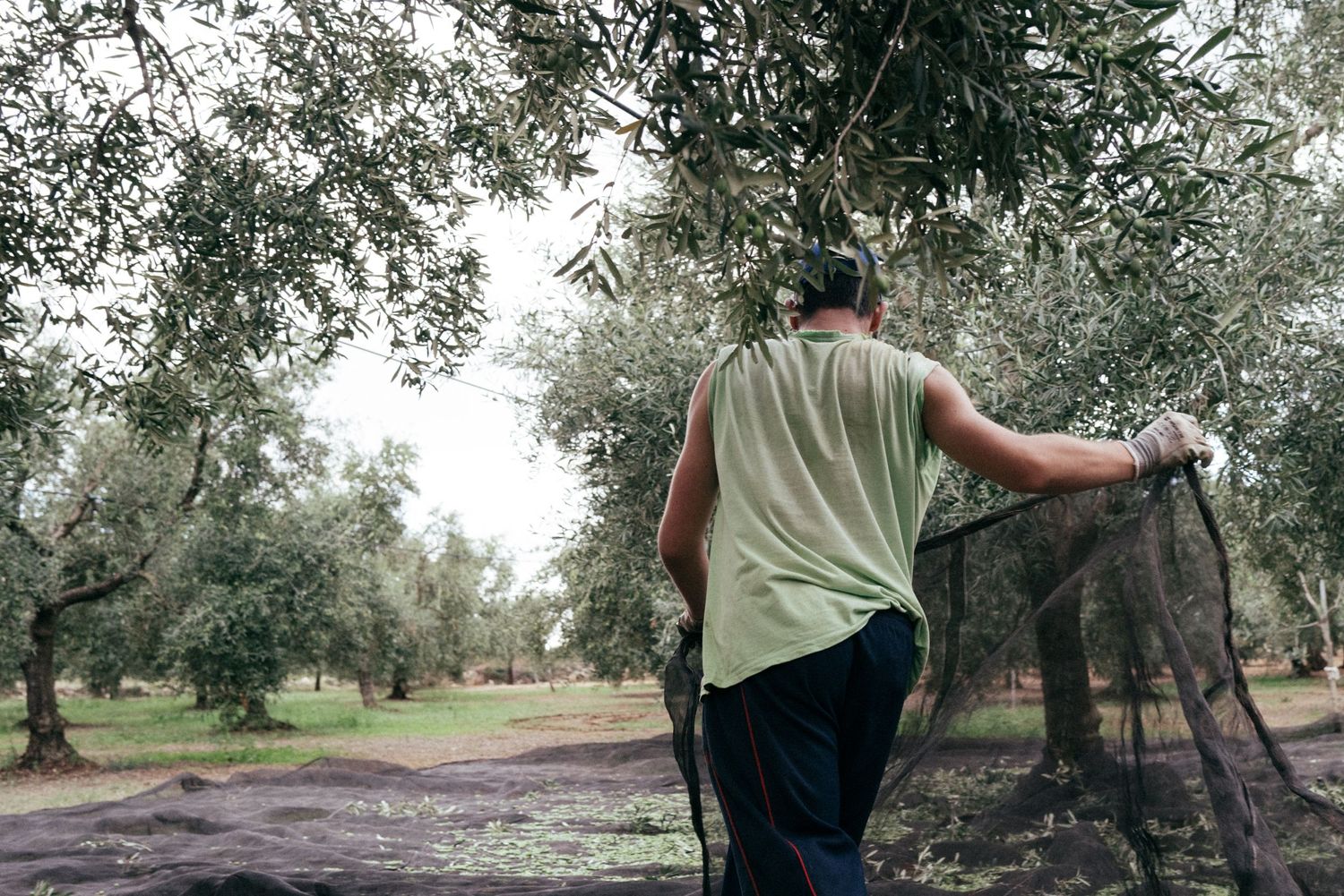 Worker spreading black harvest nets between olive trees in an orchard.