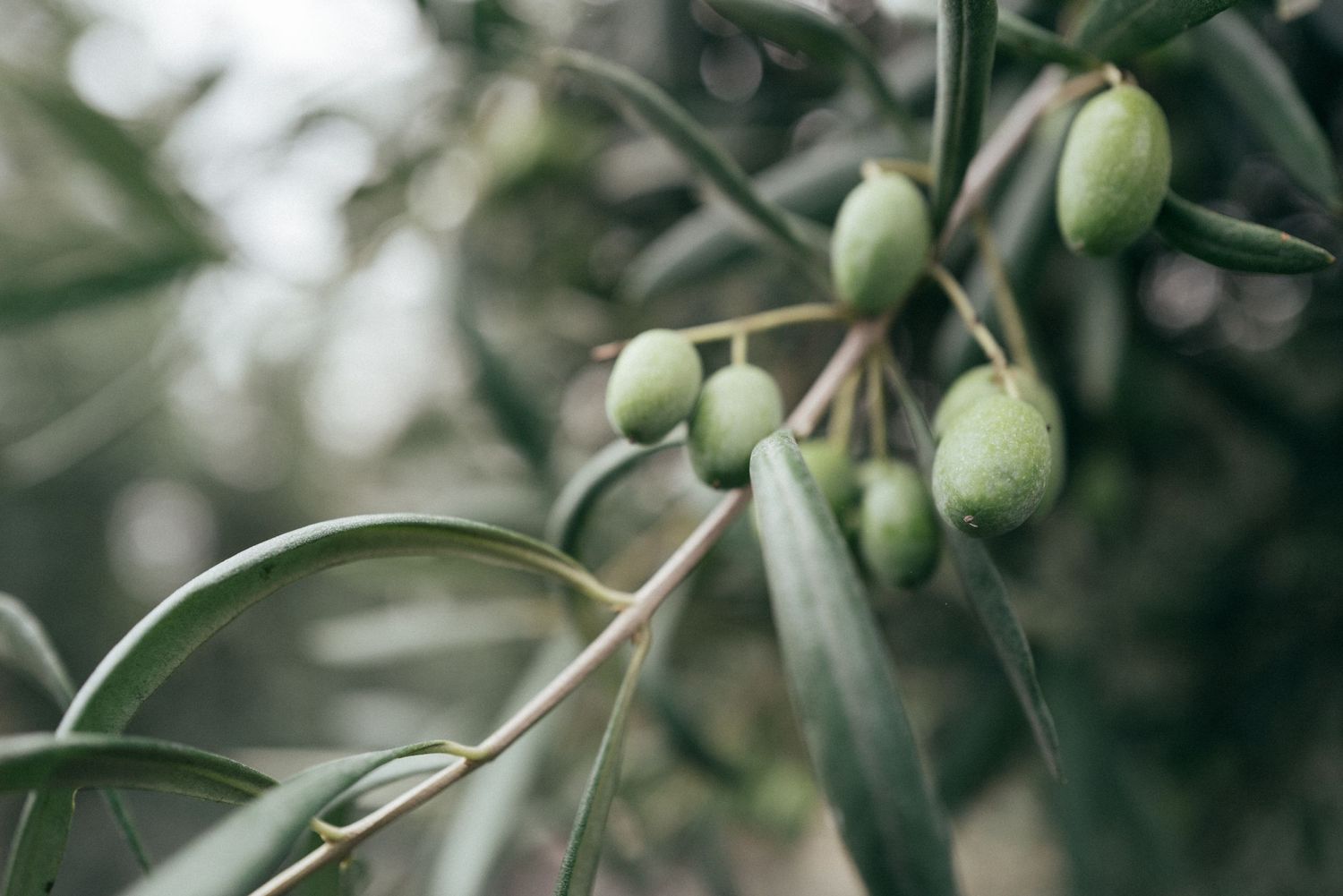 Green unripe olives growing on branches with soft bokeh background.
