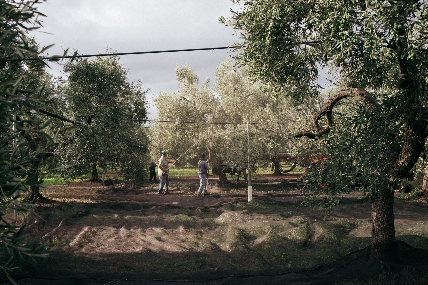 Scenic view of olive grove with trees casting shadows on the ground.