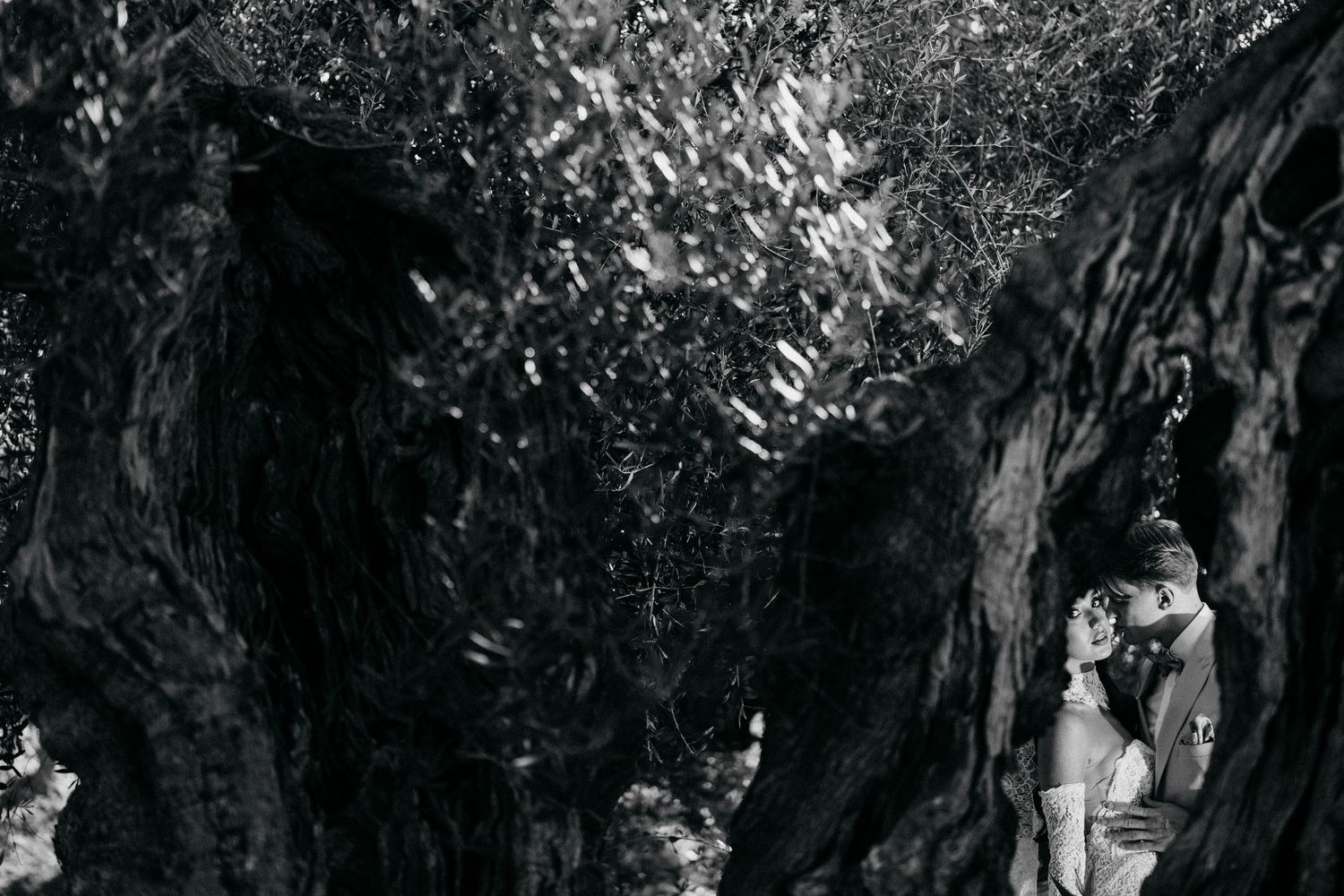 Black and white photo of a couple embracing in the shade of gnarled olive trees, framed by dramatic textured trunks.