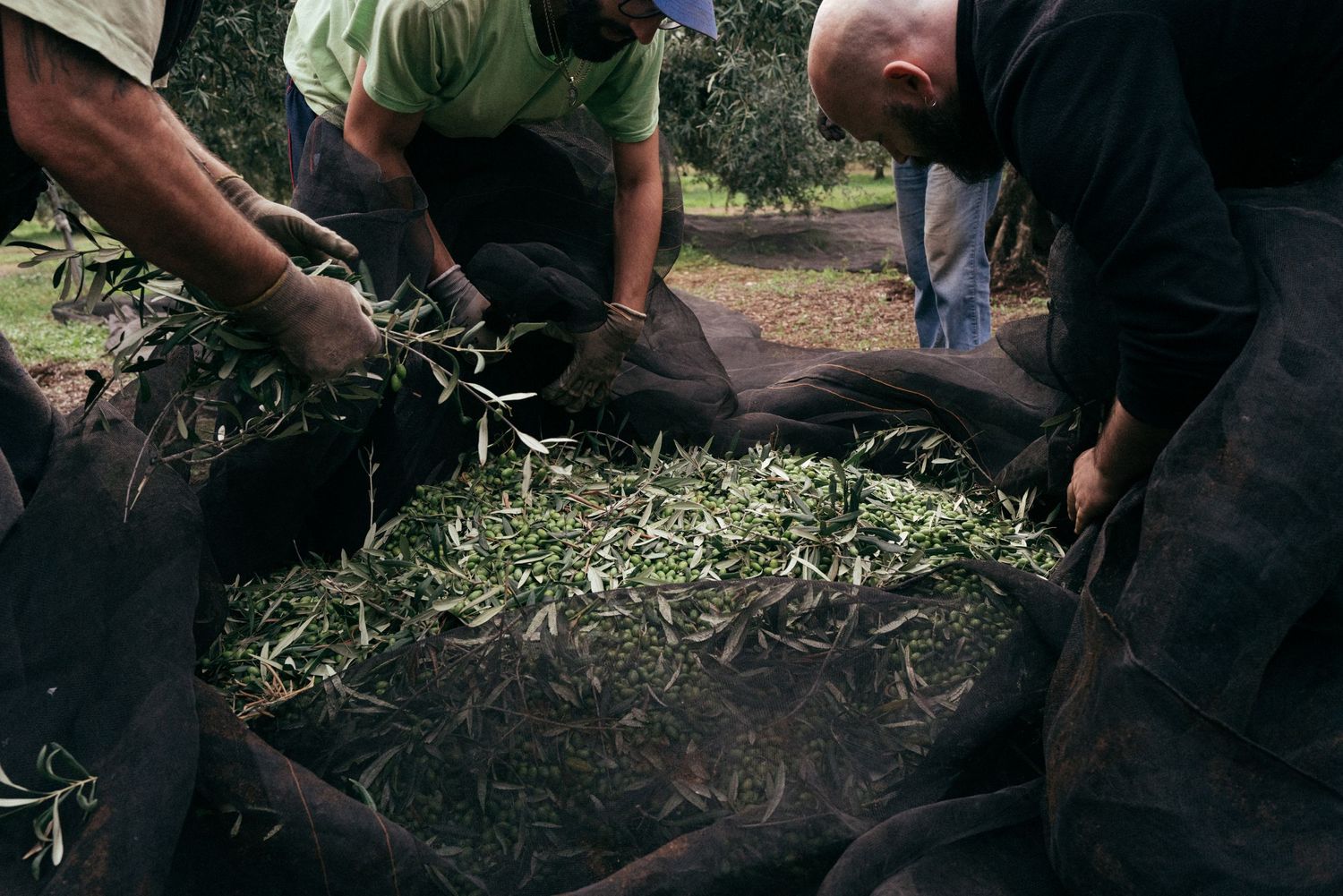 Workers collecting fallen olives on black harvest nets spread beneath trees.