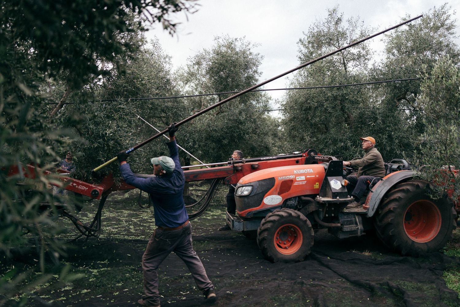 Worker uses long pole harvesting tool next to orange tractor in olive grove during harvest season.