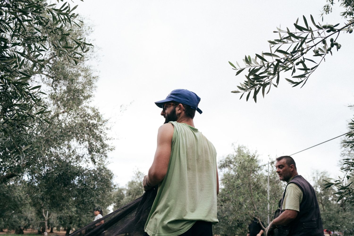 Harvest workers in olive grove using traditional harvesting equipment.