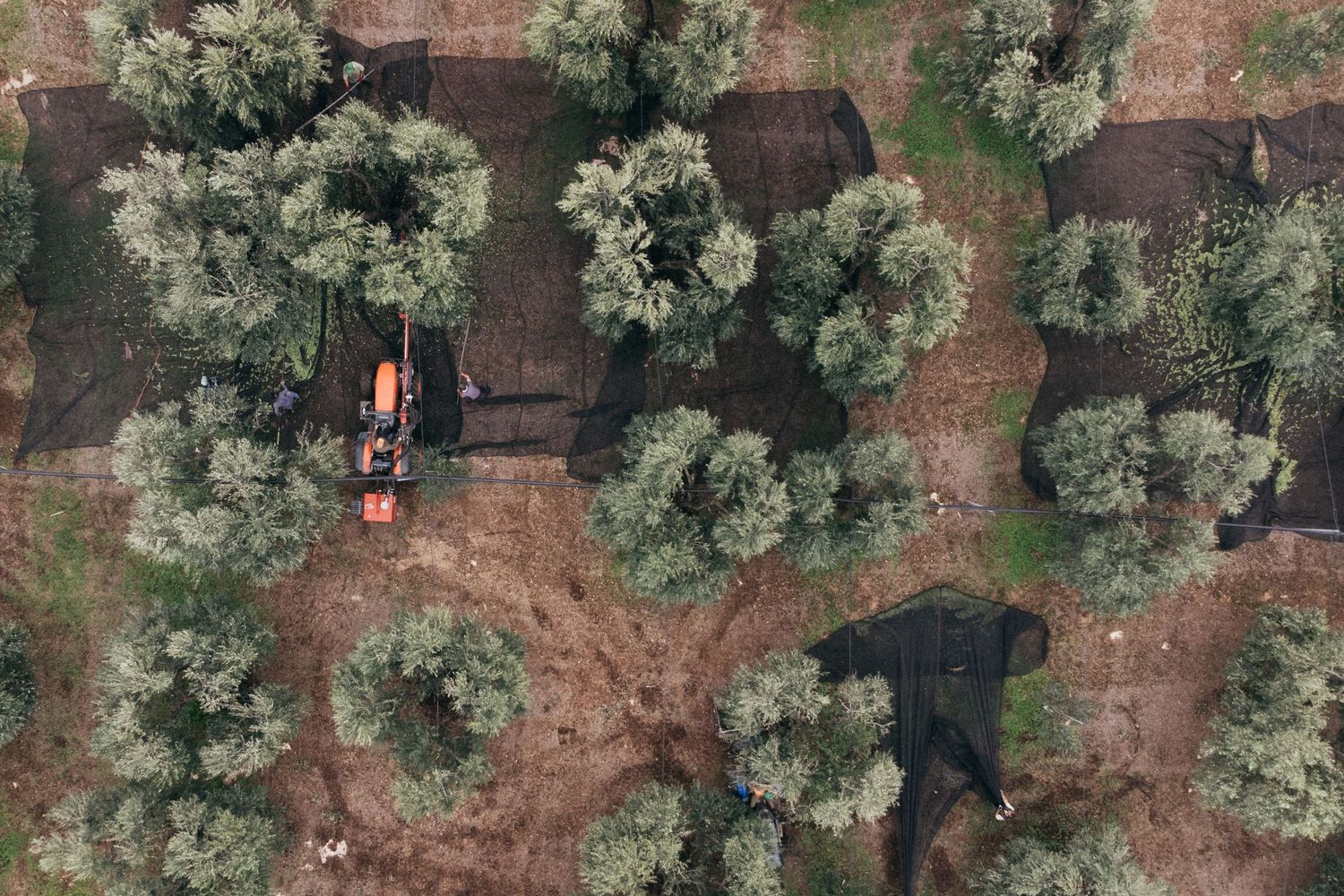 Aerial view of olive grove showing orderly rows of trees and harvesting equipment.