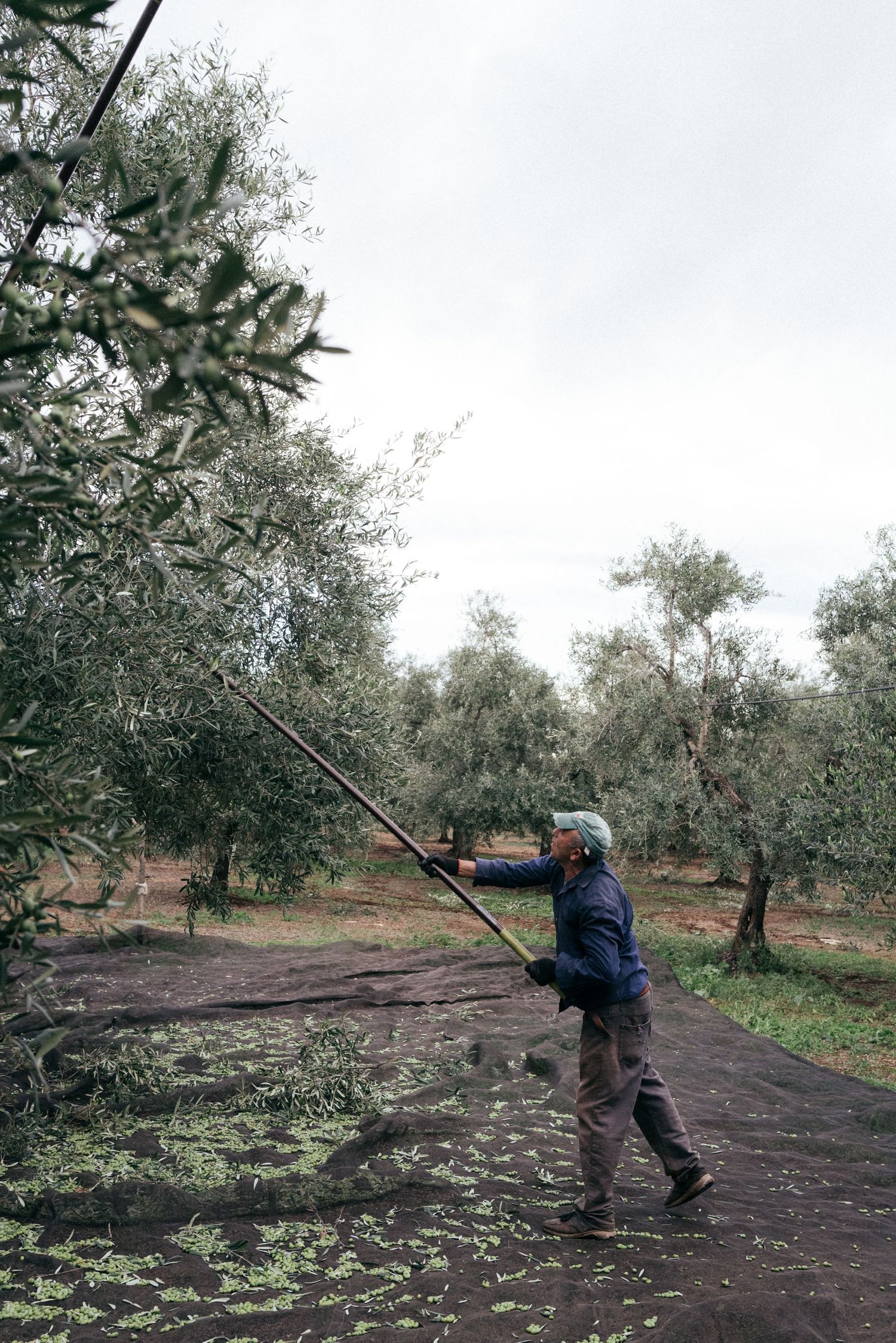 Person using long pole to harvest olives from trees in a misty grove.
