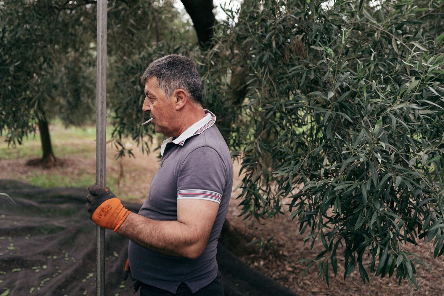 Worker in protective gloves harvests olives from trees in orchard.