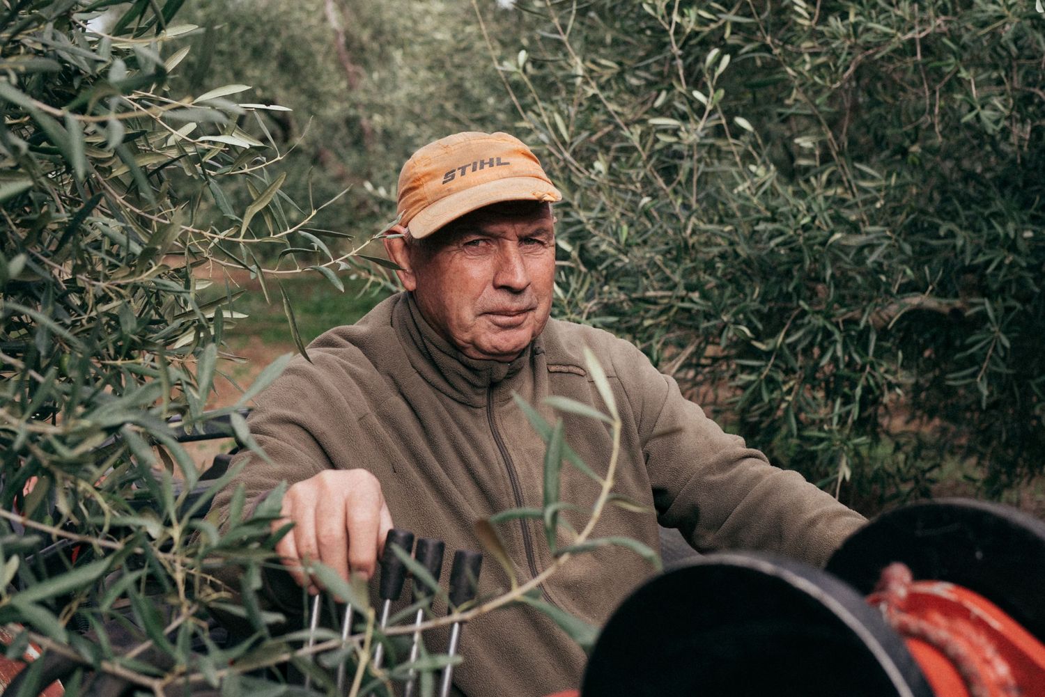 Worker in brown jacket and cap working among olive trees during harvest.