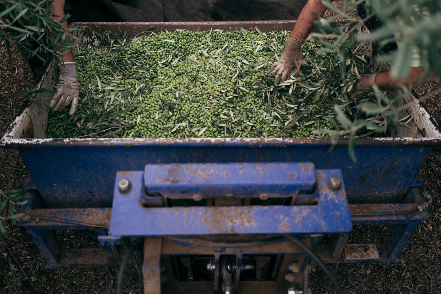 Hands placing freshly cut olive branches into a blue metal harvesting container.
