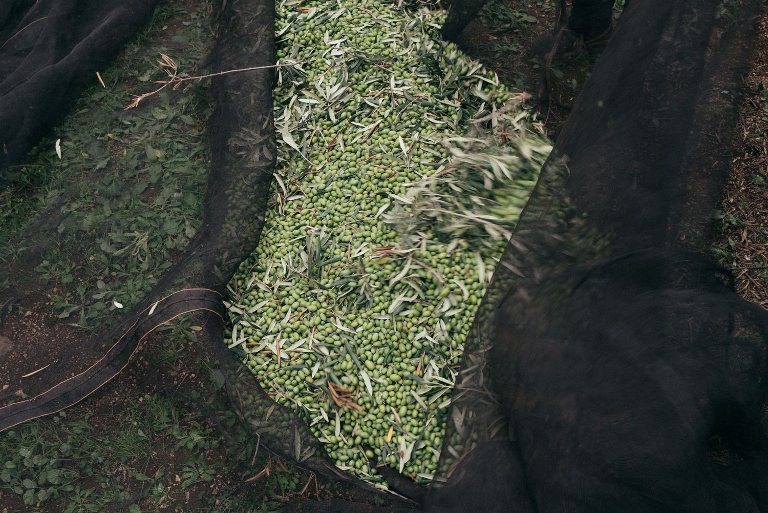 Freshly picked olive branches and leaves gathered on black harvesting nets.