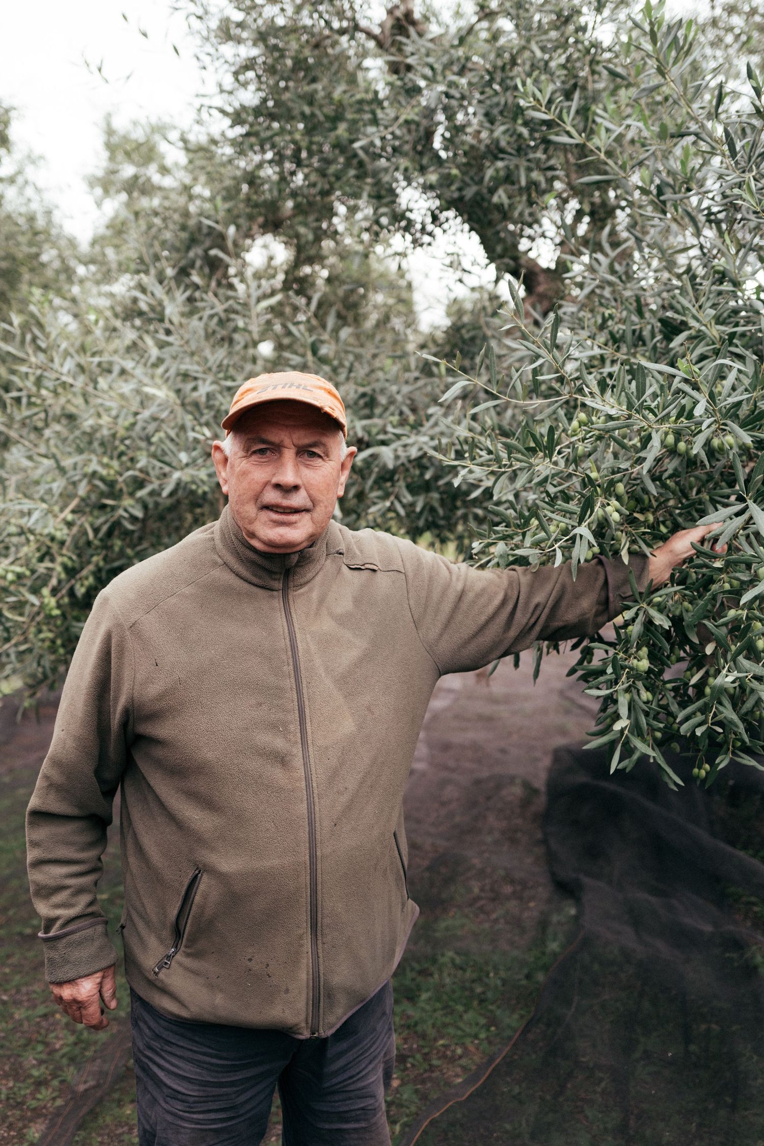Worker in brown fleece jacket gestures toward olive trees during harvest season.