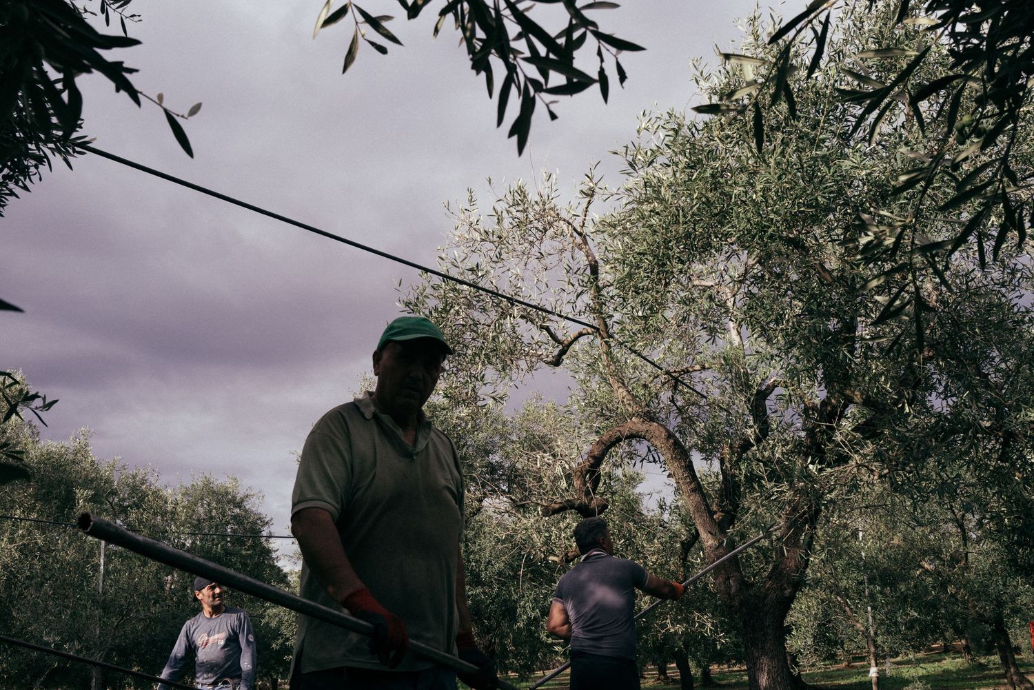 Workers harvesting olives in an orchard beneath cloudy skies.