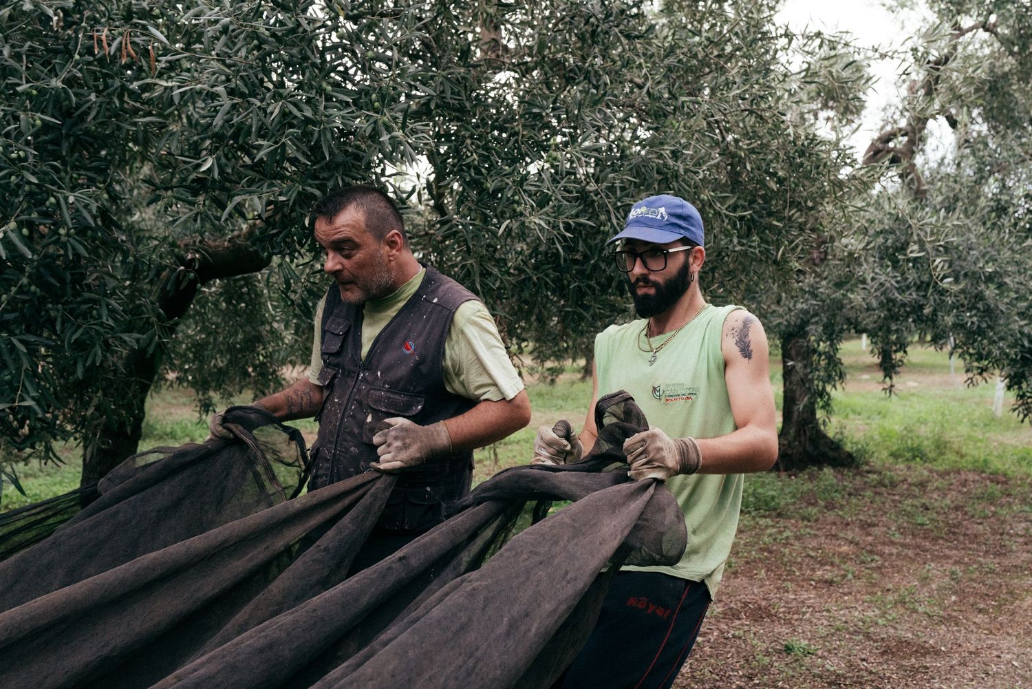 Agricultural workers managing long black harvest nets under olive trees.