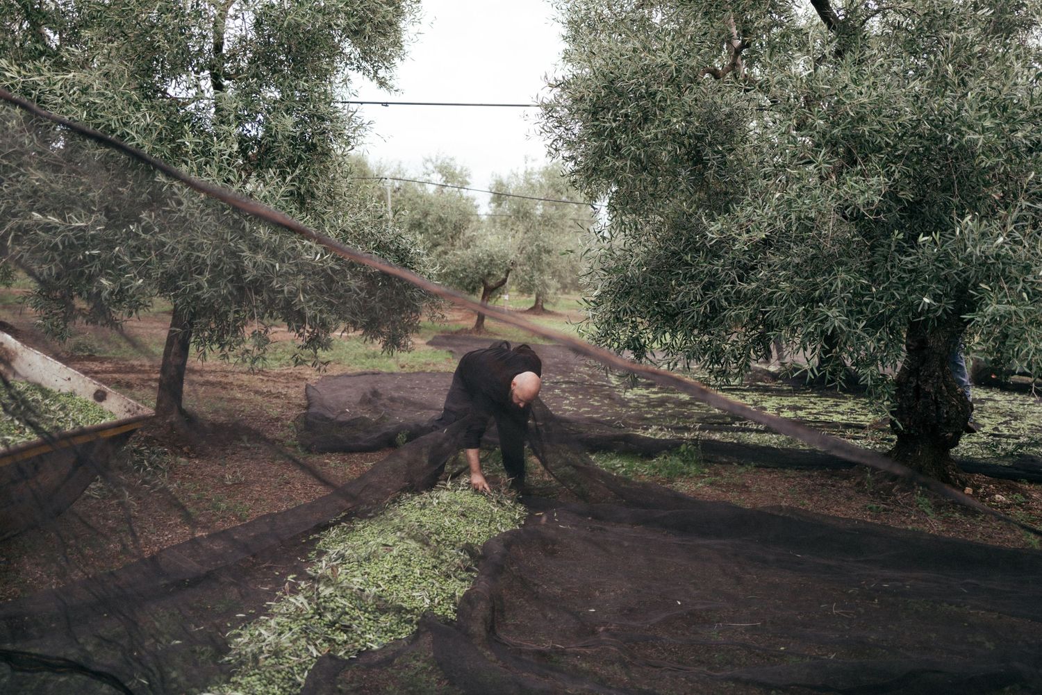 Workers collecting olive harvest using large black nets spread beneath trees in an orchard.