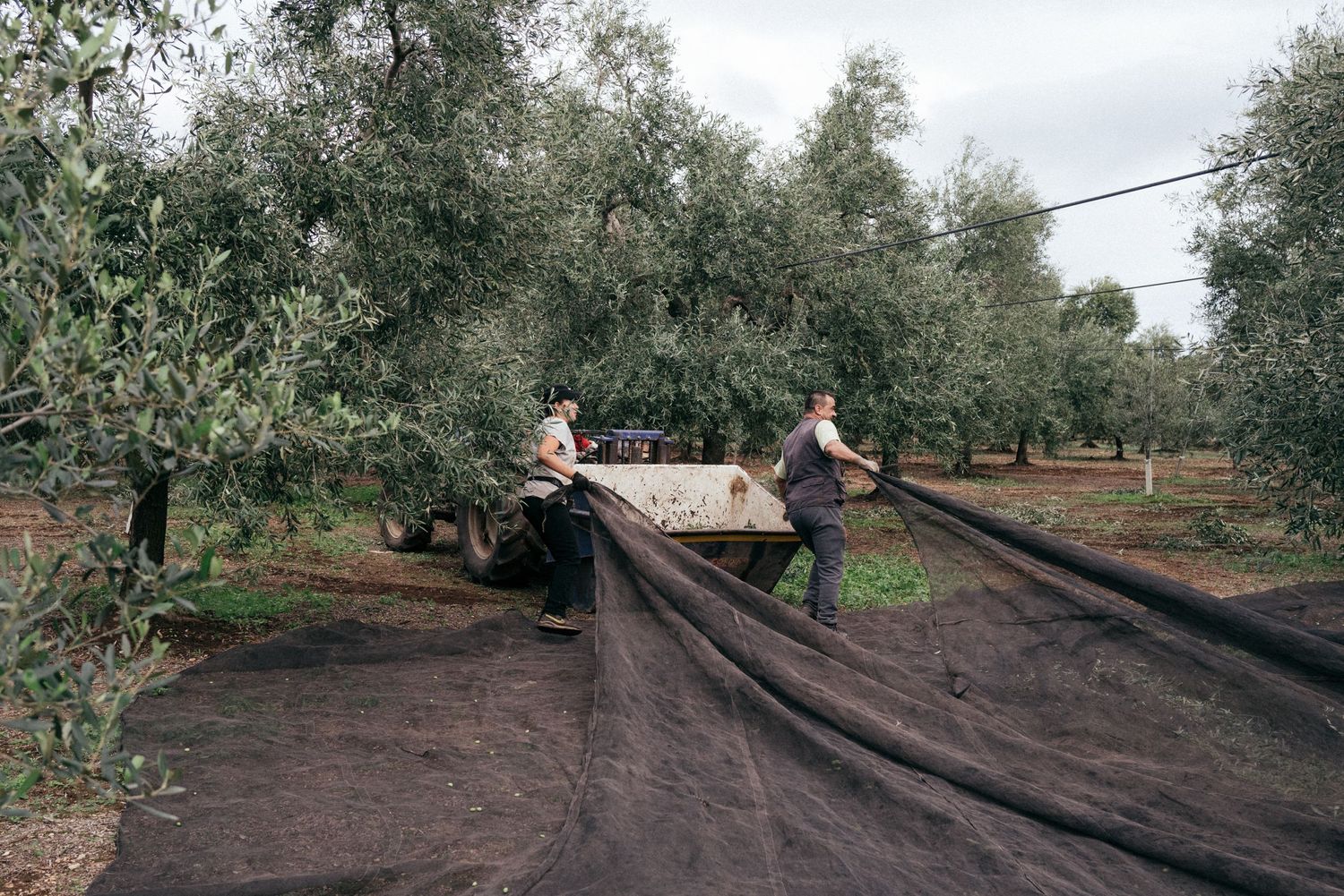 Workers laying out large black nets beneath olive trees for harvest.