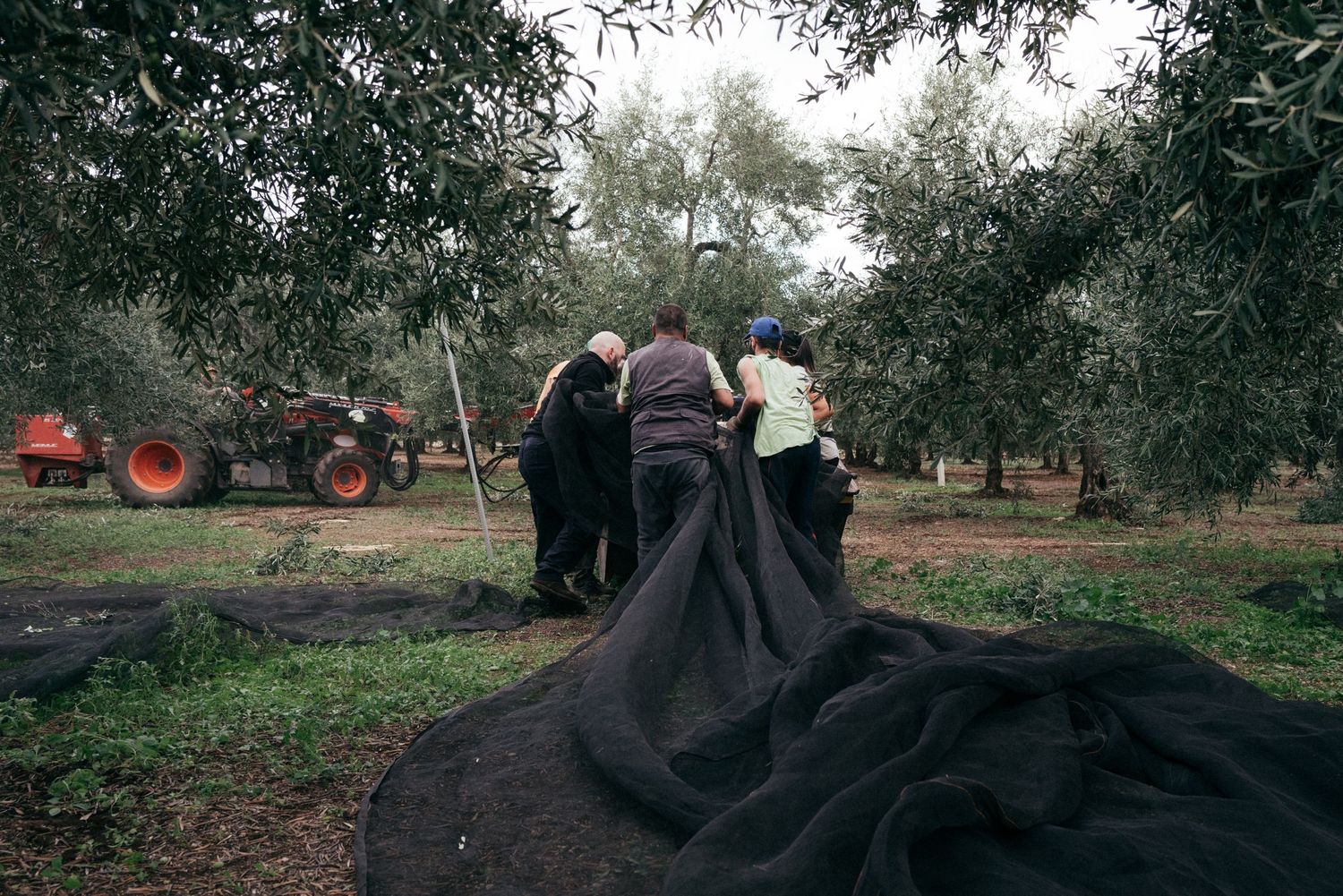 Team spreading black nets under olive trees to catch falling fruit during harvest.