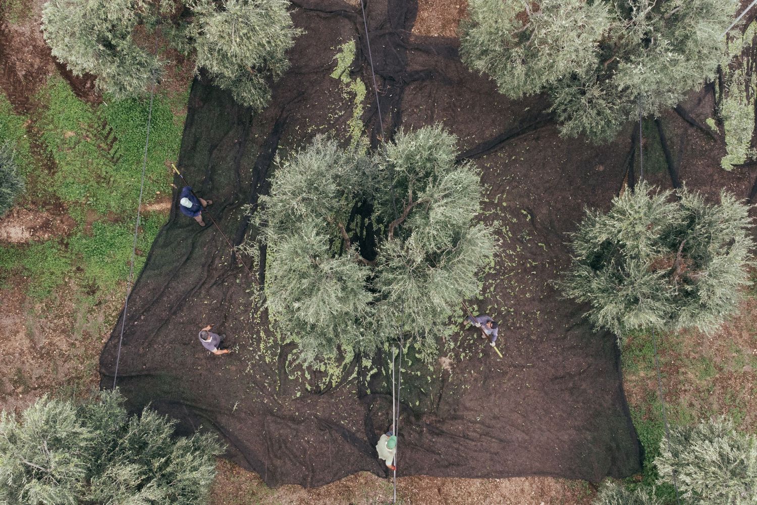 Aerial view of olive trees in an orchard with dark soil and harvesting nets.